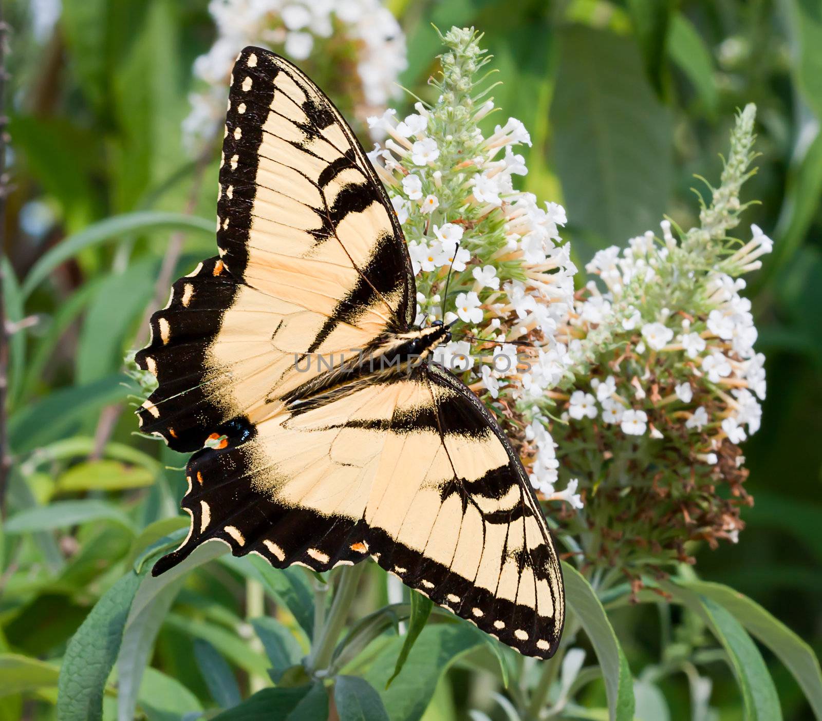 An Eastern Tiger Swallowtail (Papilio glaucus) butterfly on a flower in a garden