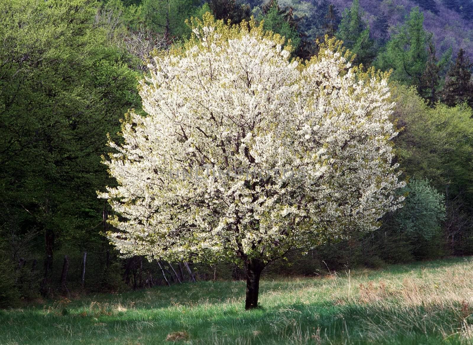 Blooming tree in Spring