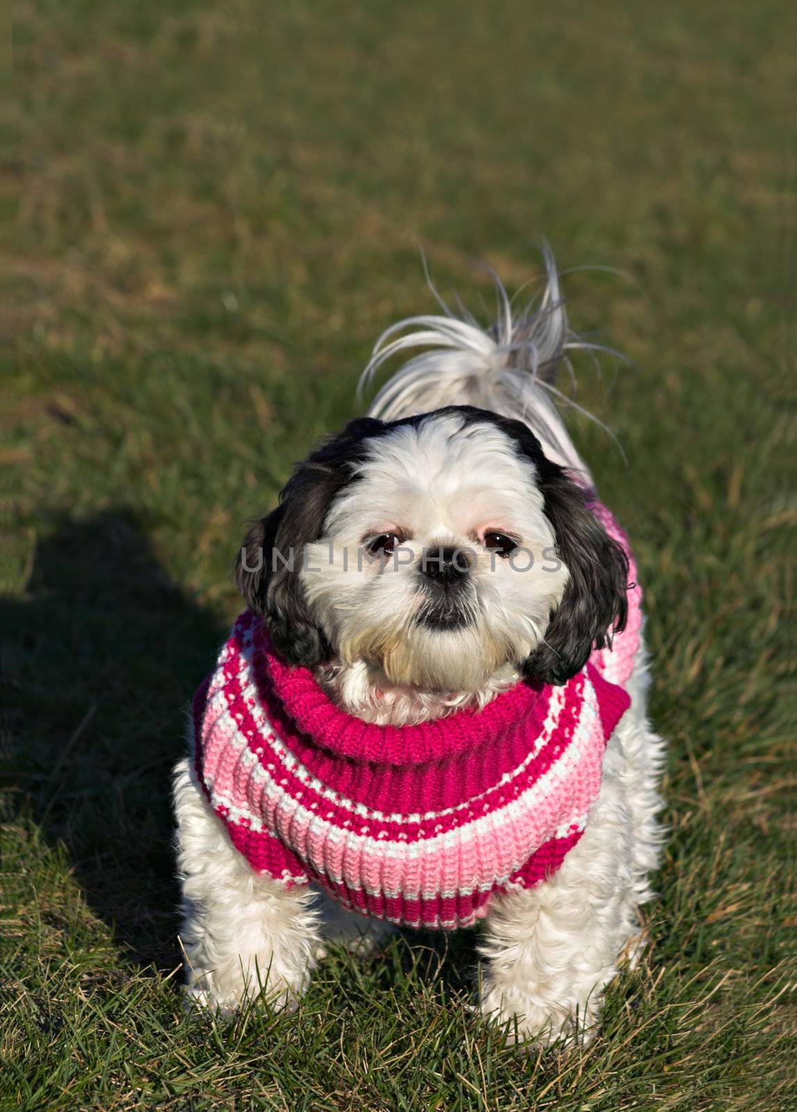 A white and black Shih Tzu in a pink, red, and white sweater on a grass background. Copy space exists at the top of the photo.