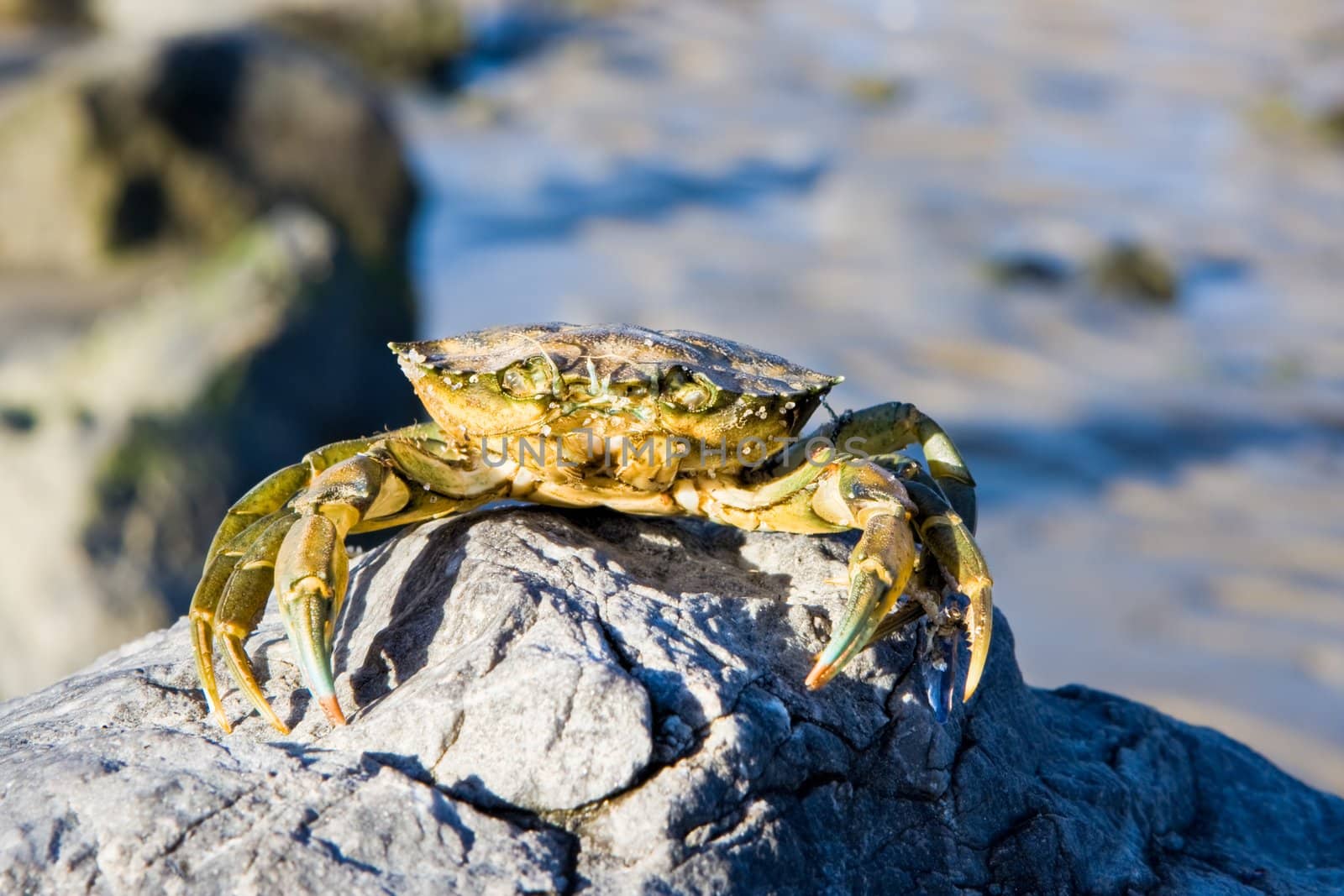 A crab on a rock at the ocean shoreline.