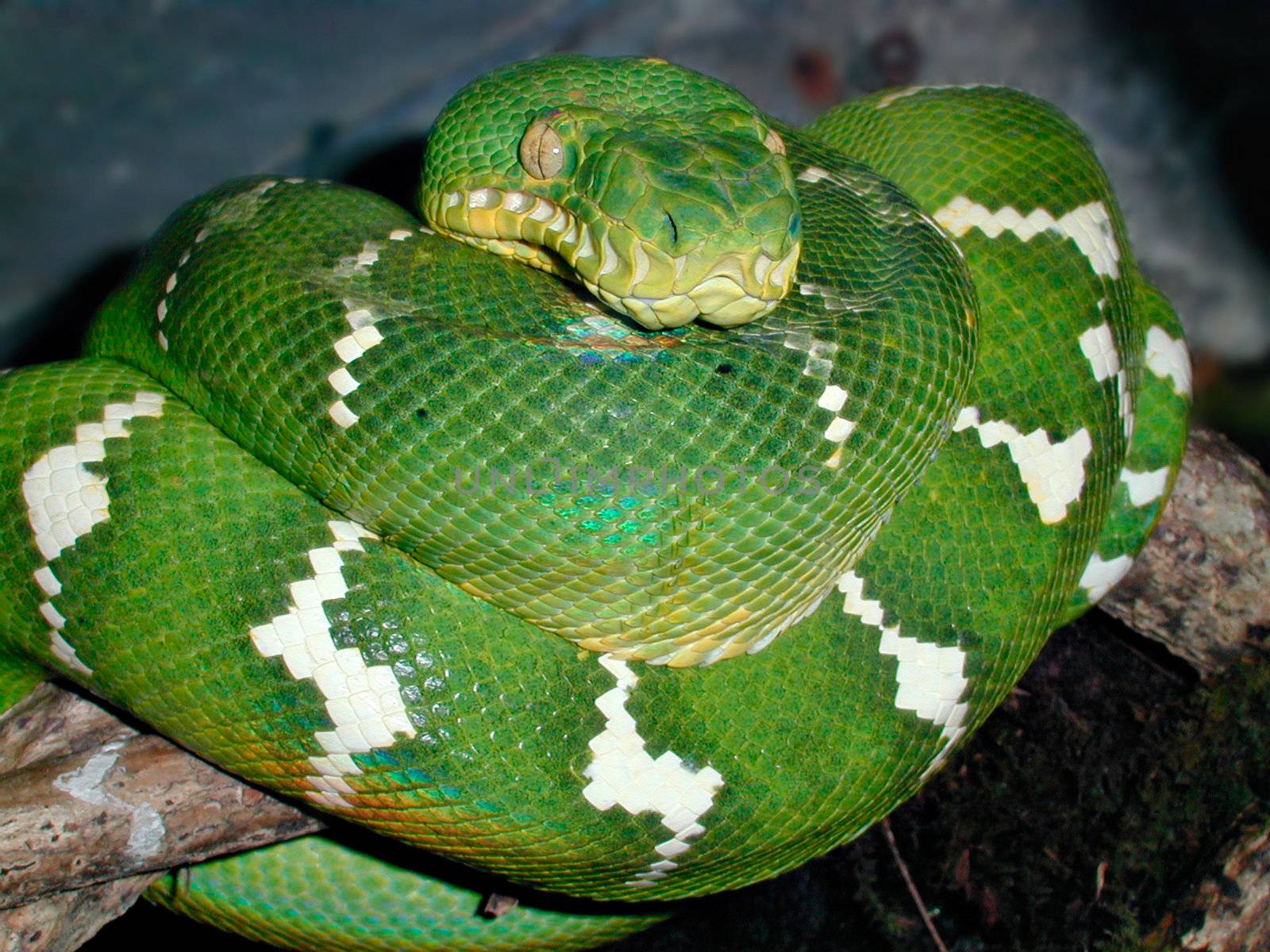 Emerald tree boa also known as a green tree boa