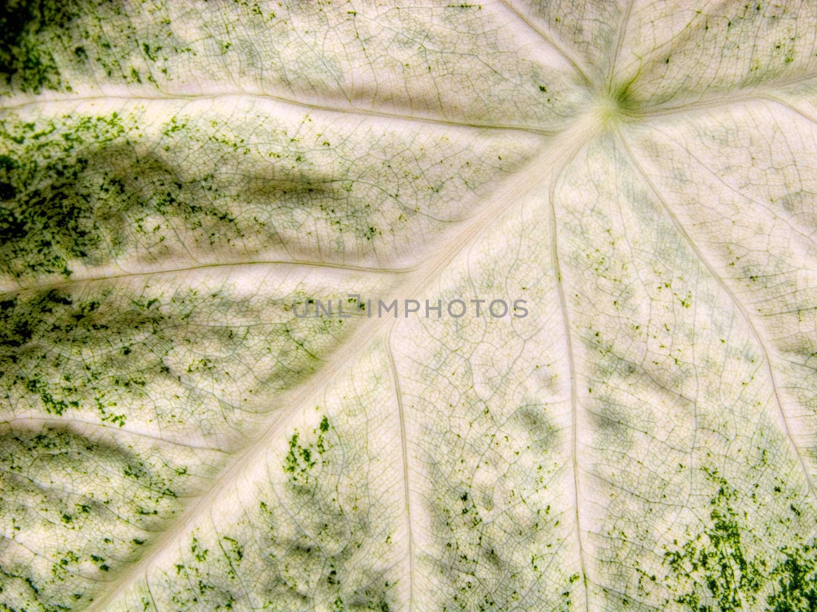 Detailed closeup of a leaf