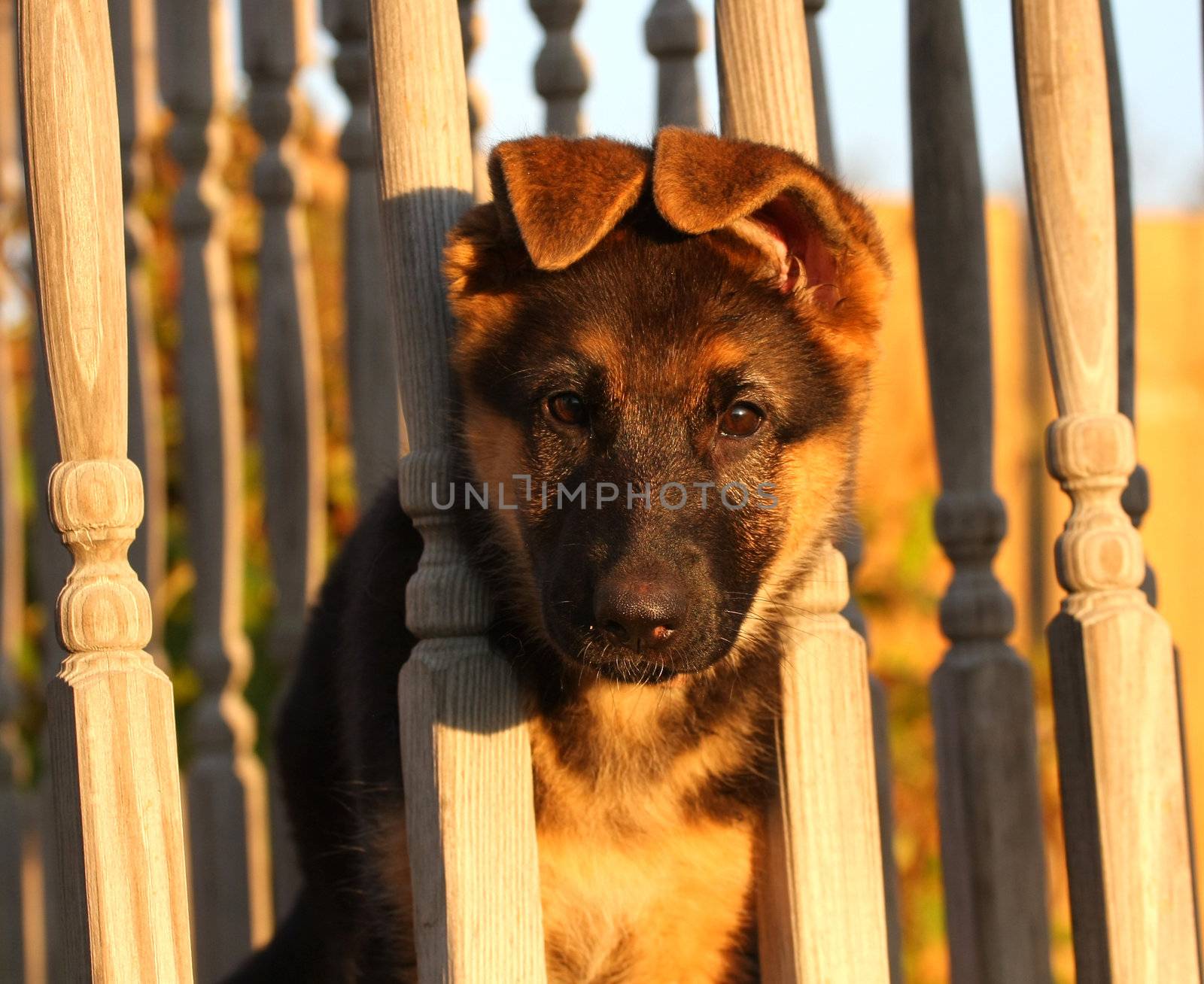 German Shepherd puppy by framed