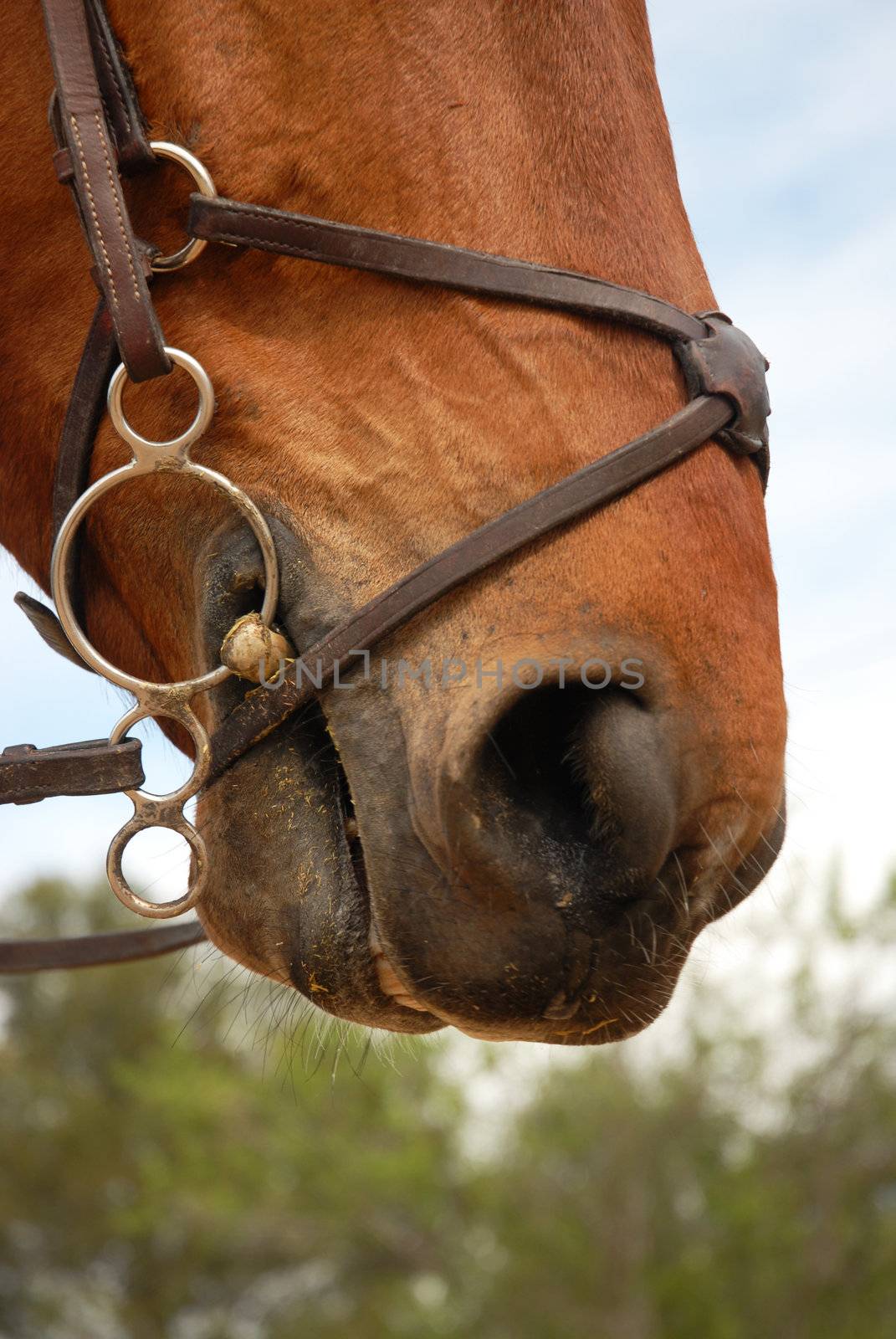 horse bridle by cynoclub