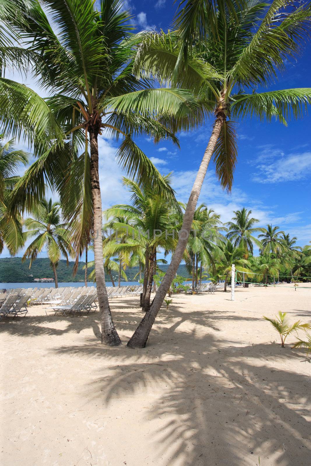 Photo of a beach with palm trees and beach chairs.