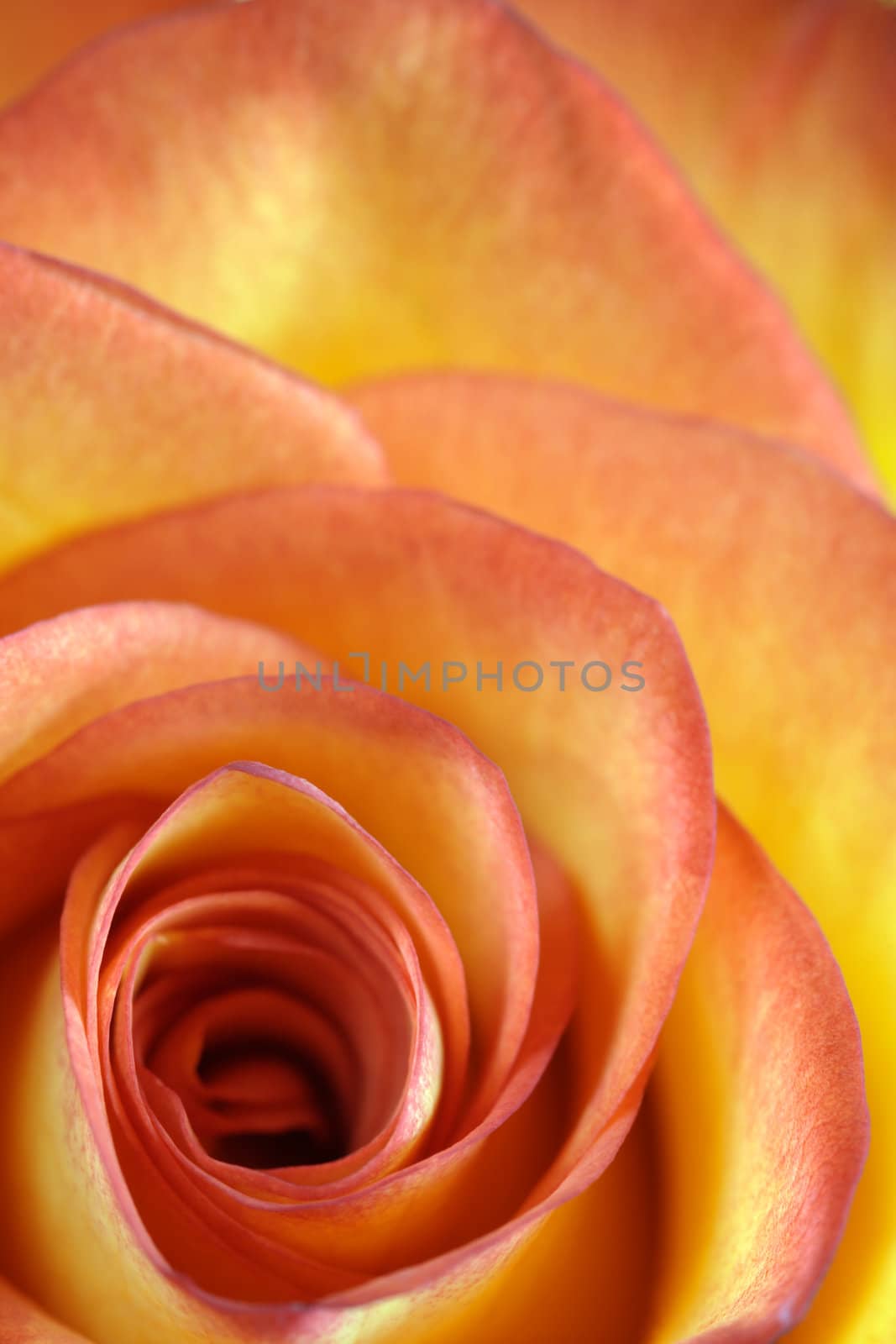 Shallow depth-of-field image of the centre of a orange and yellow rose.