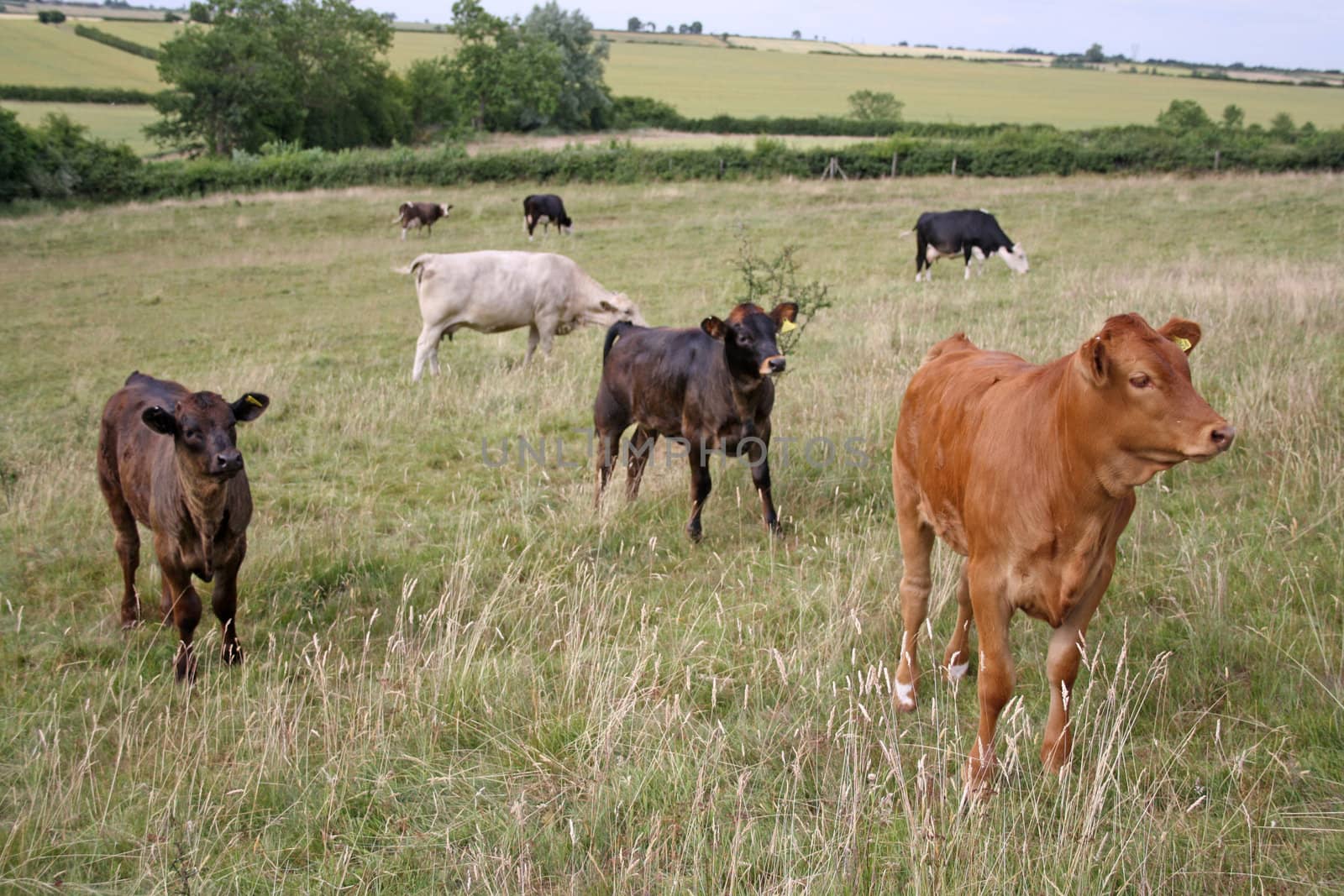 cows grazing in fields at laxton nottinghamshire