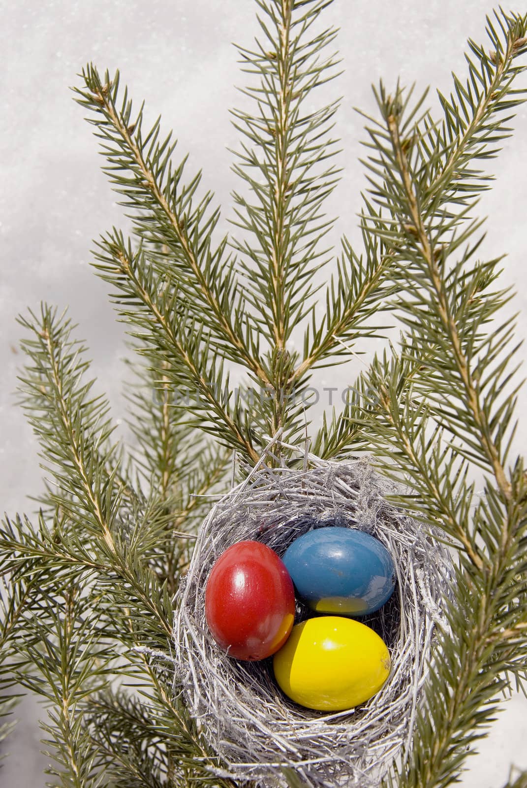 Colored Easter eggs in small nest on fir branches. Traditional spring centerpiece.