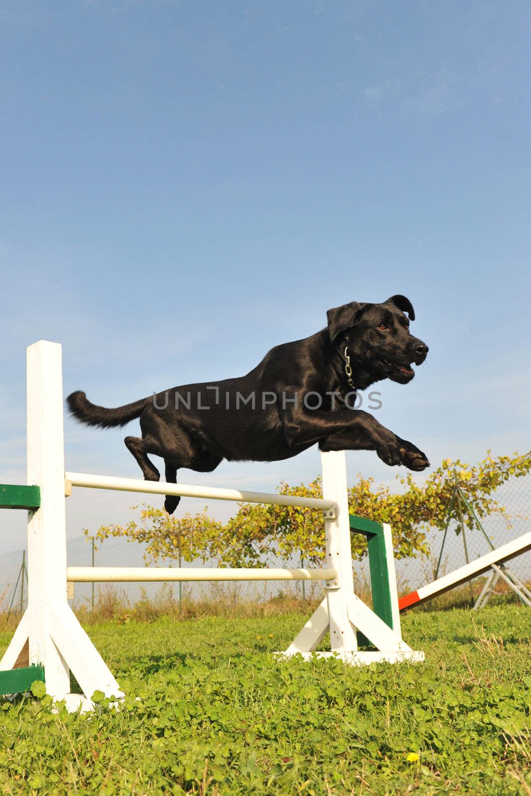 purebred labrador retriever jumping in a training of agility