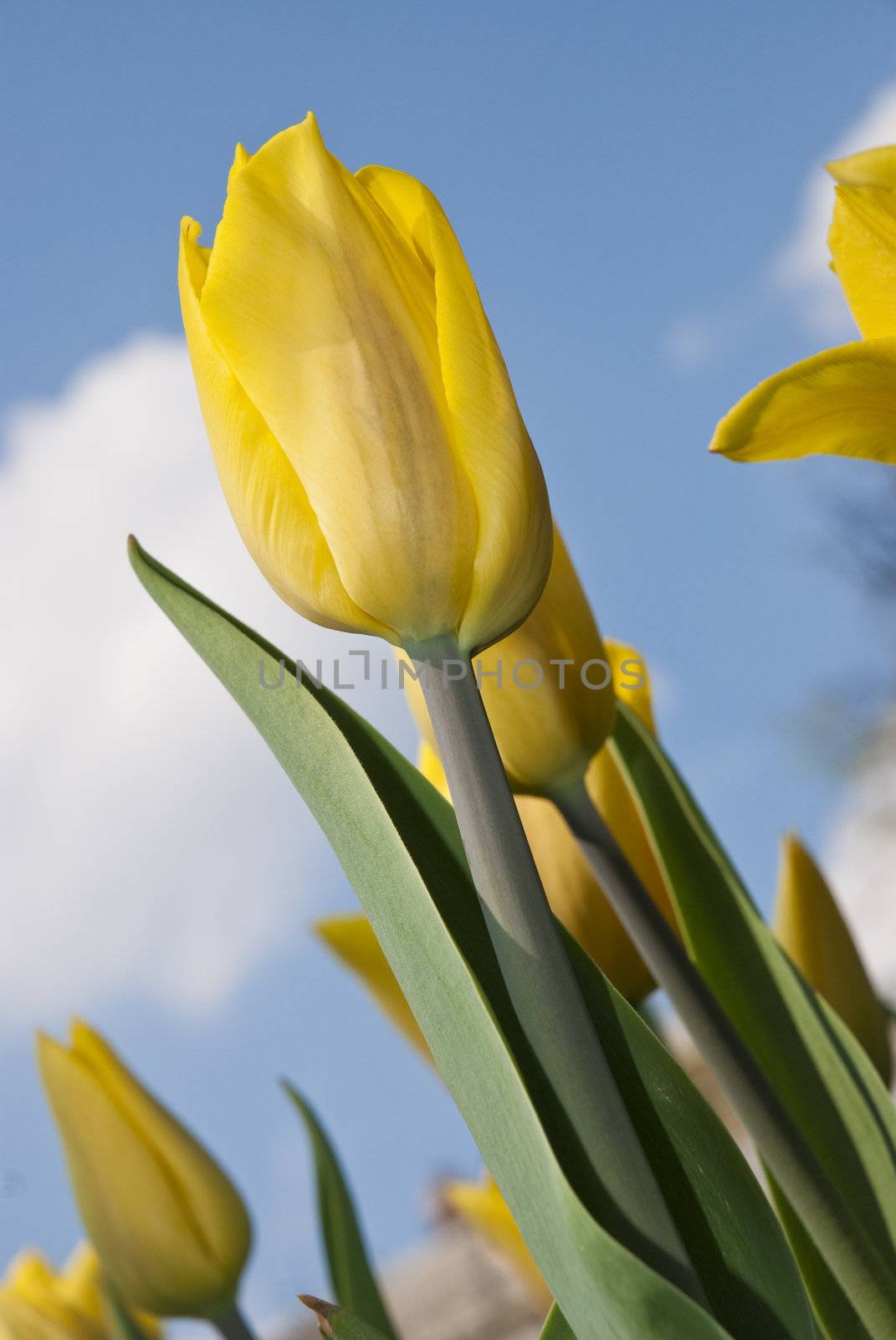 Beautiful flower yellow tulip in park