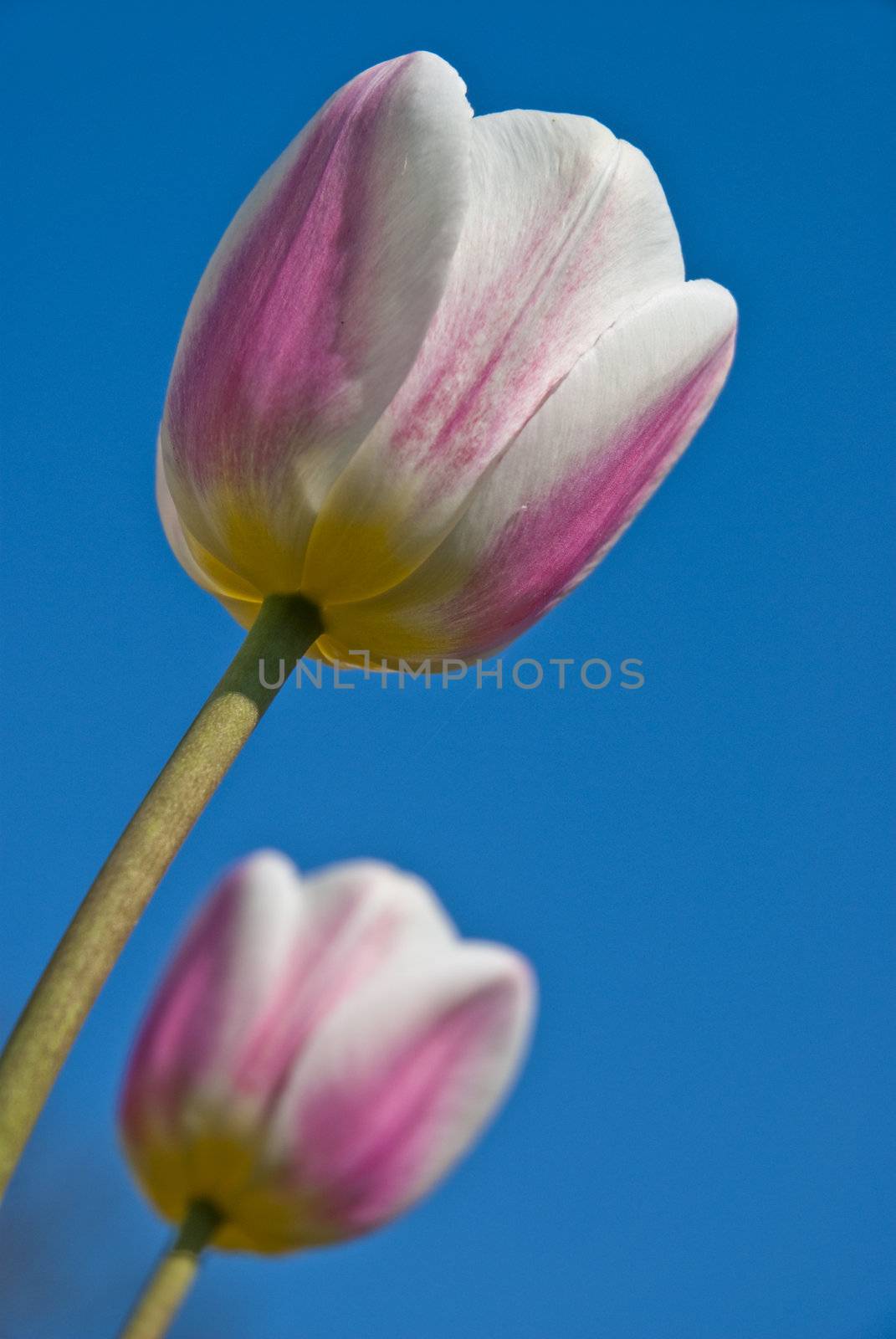 Beautiful flower pink and white tulips in park by mozzyb