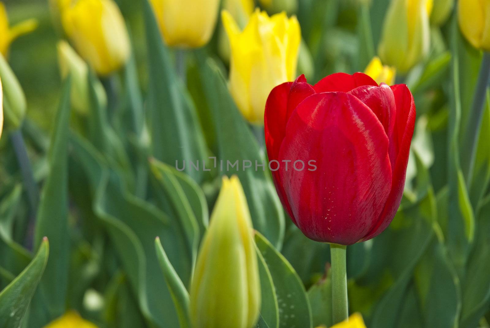 Beautiful flower red and yellow tulips in park