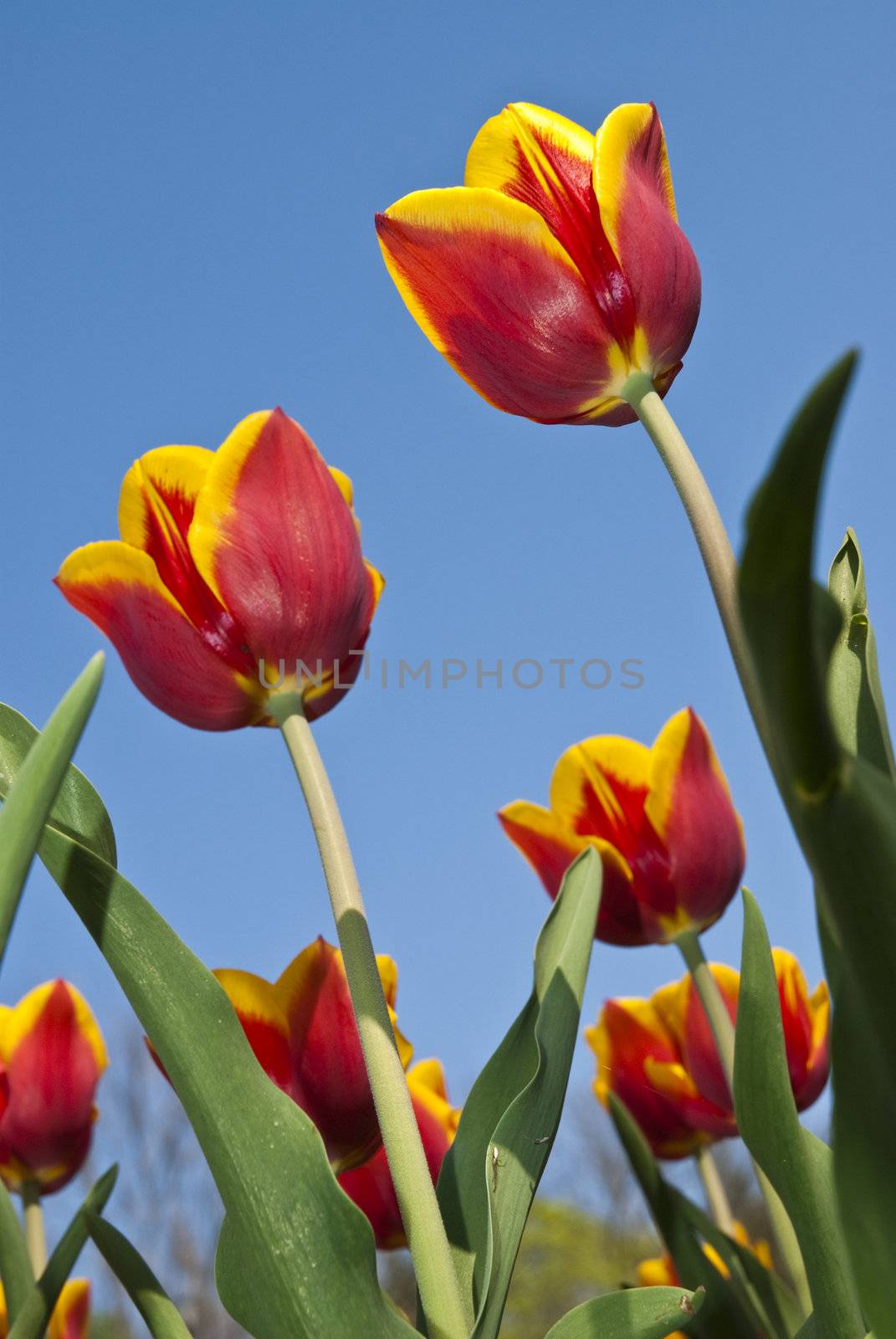 Beautiful flower yellow and red tulip in park  by mozzyb