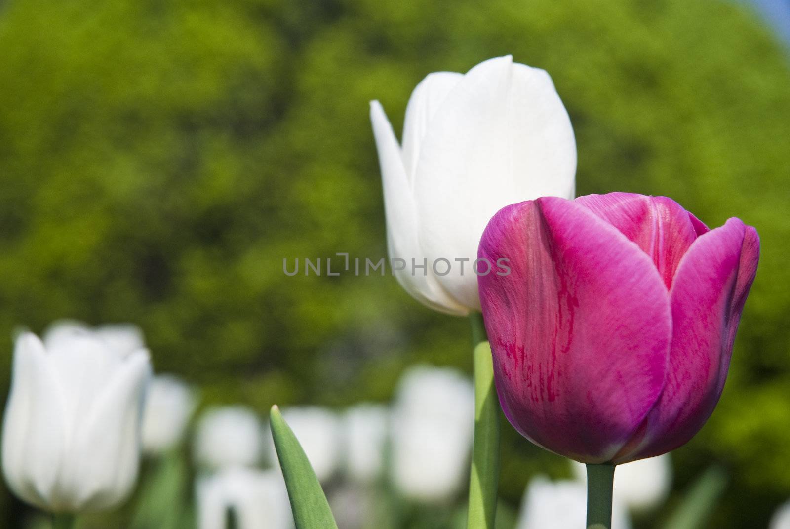 Beautiful flower violet and white tulips in park by mozzyb