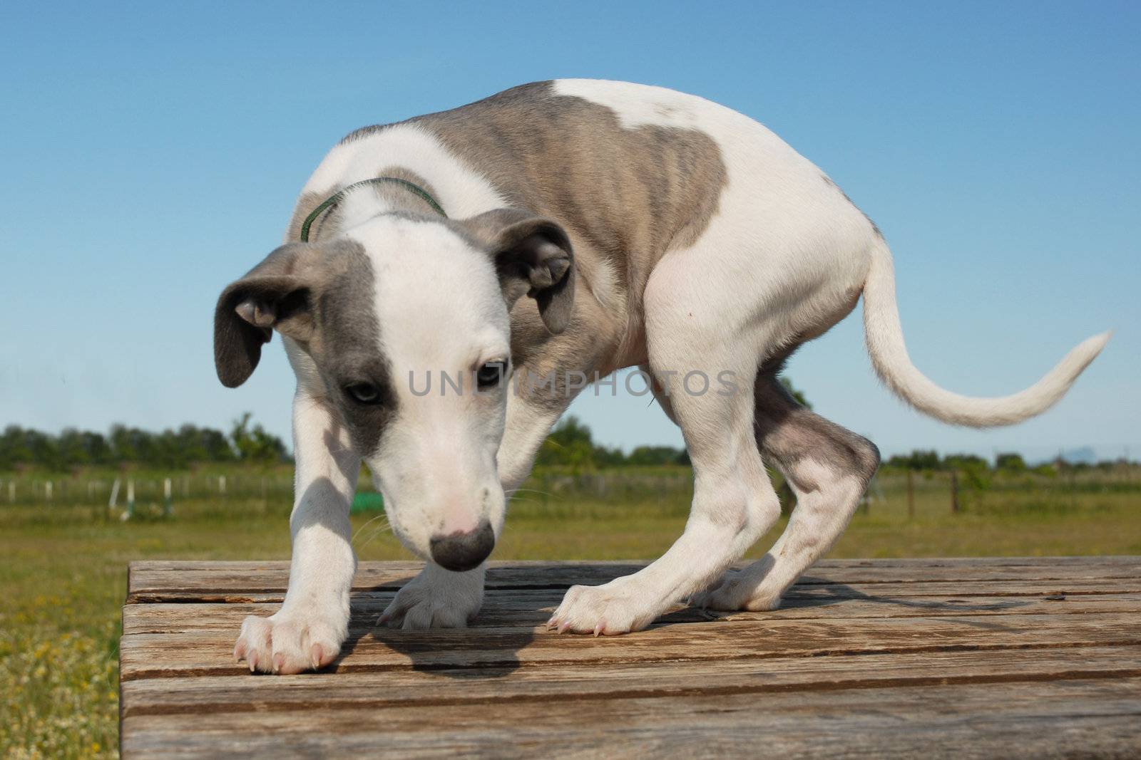 puppy whippet by cynoclub