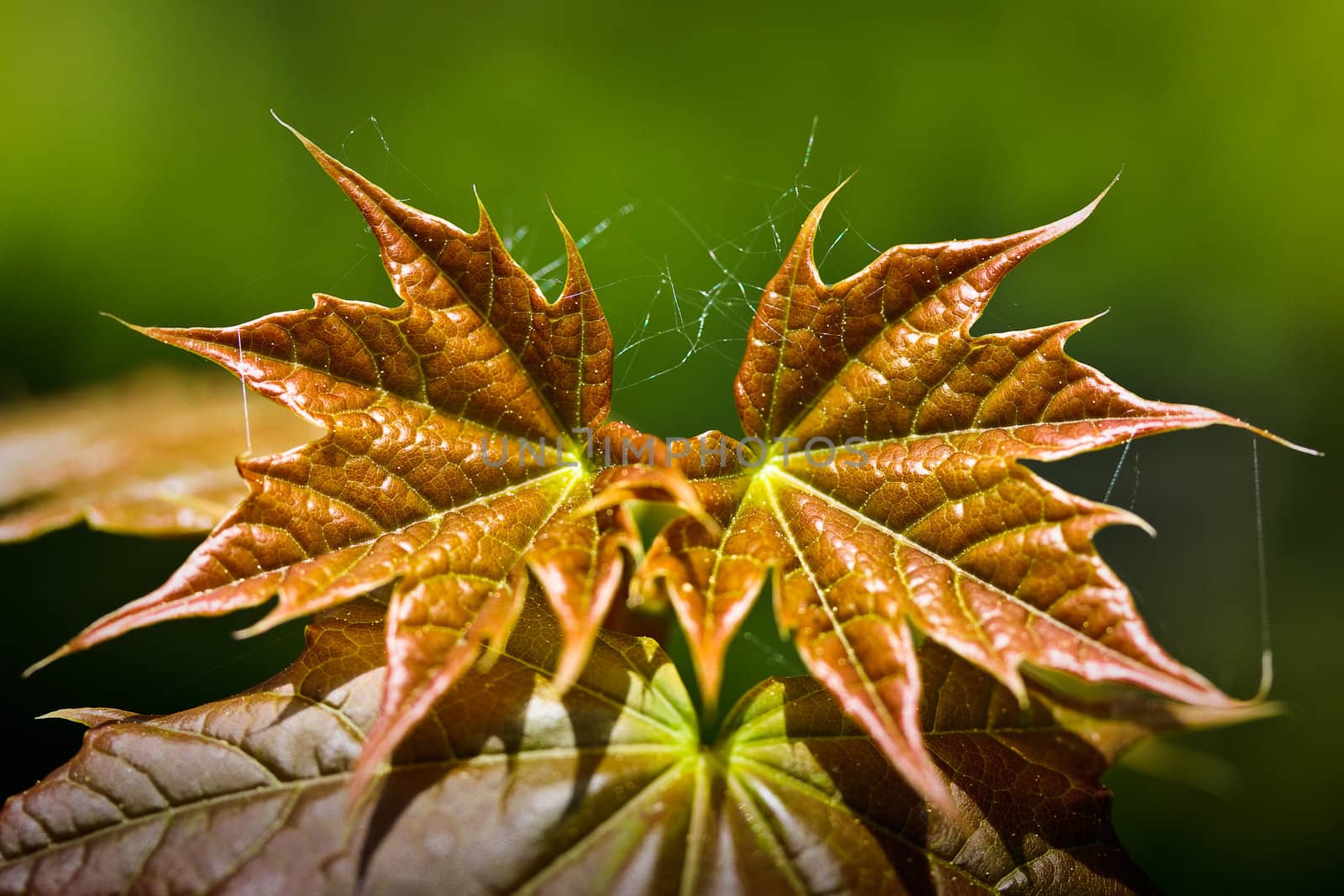 Two spring expanding maple leaves with cobweb threads