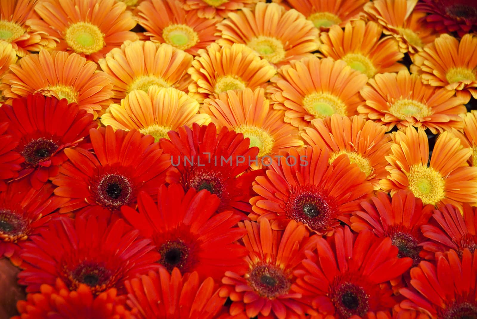 Beautiful red and yellow flower background by mozzyb