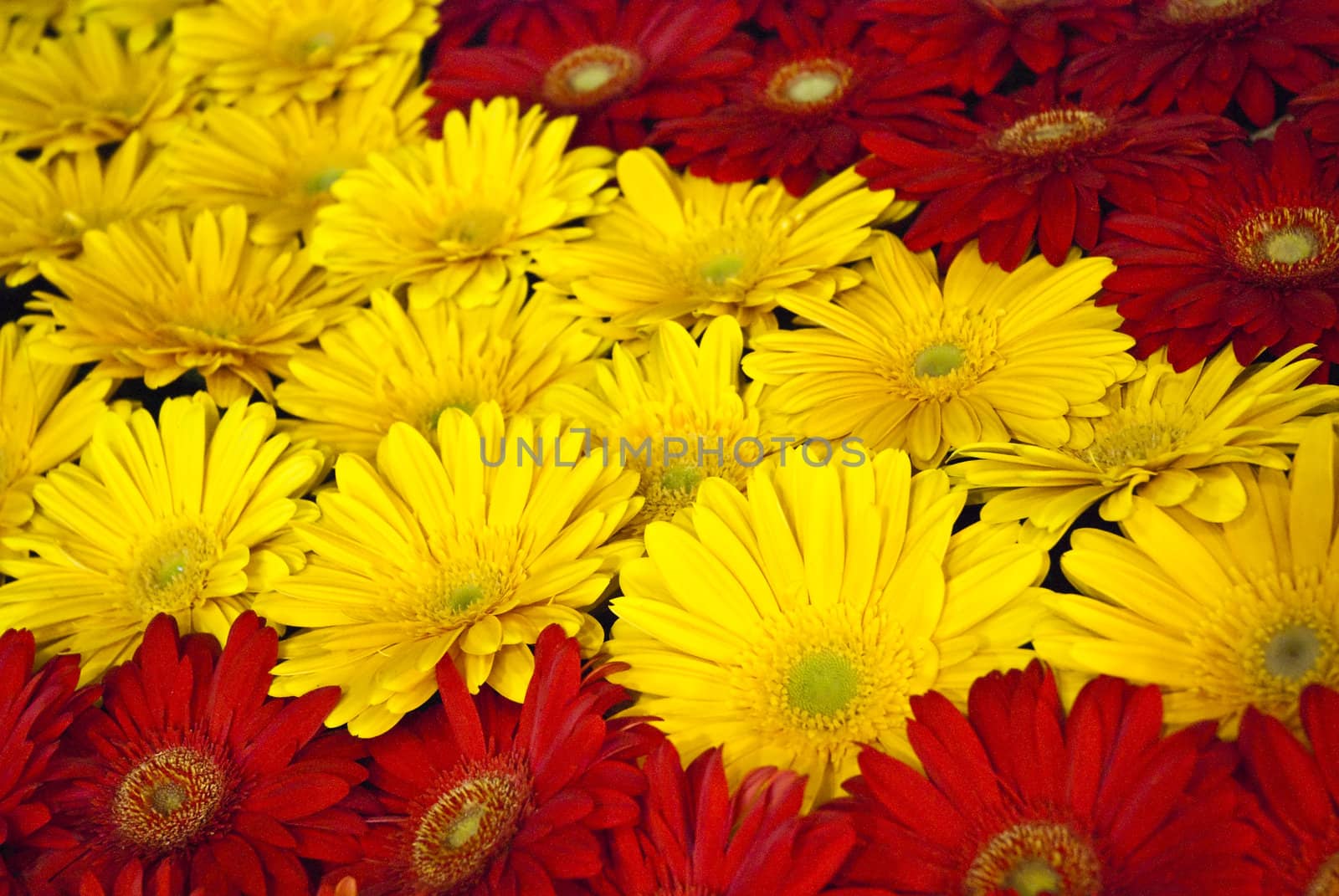 Beautiful red and yellow flower background by mozzyb