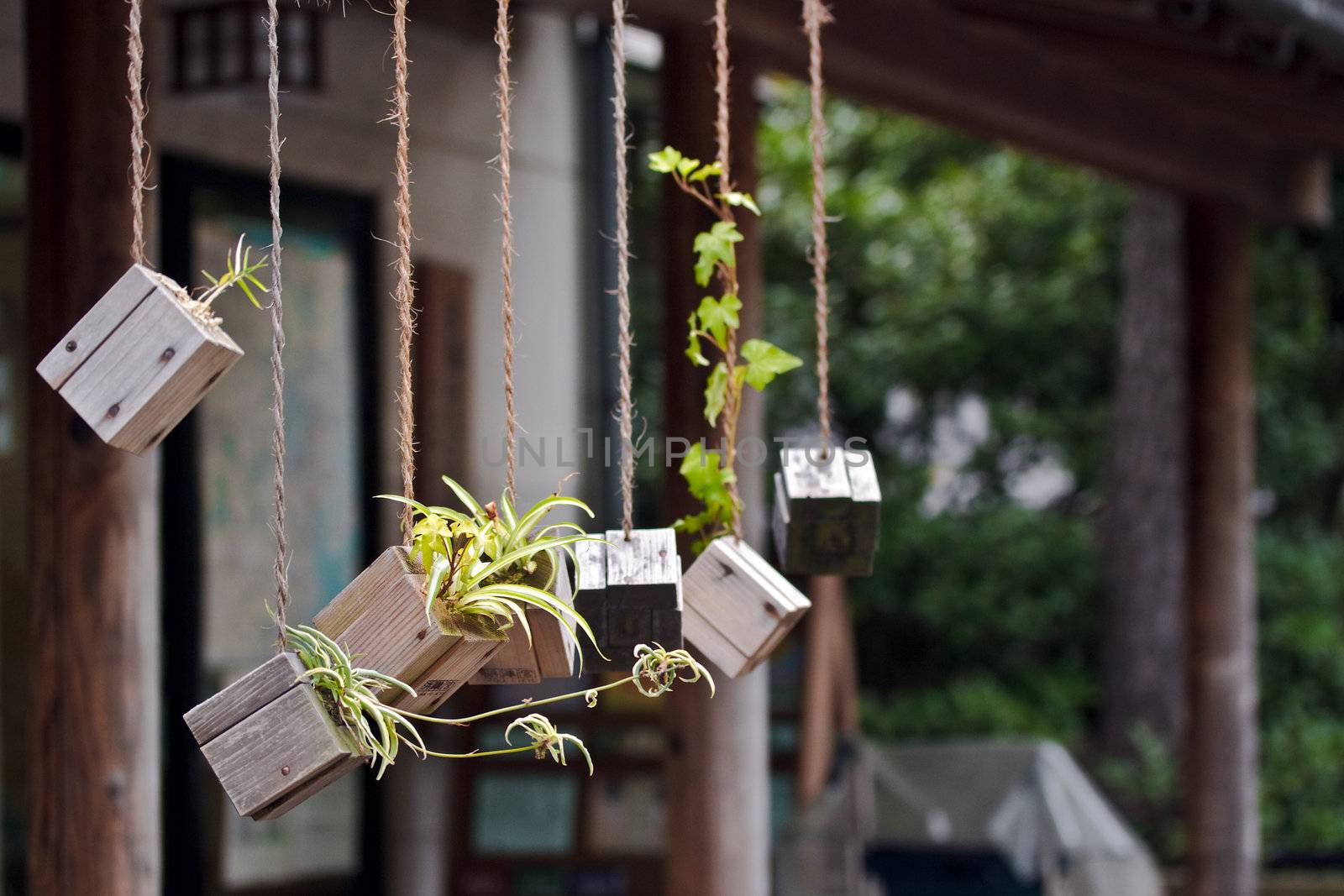 Wooden flowerpots with small bindweeds hanging on ropes