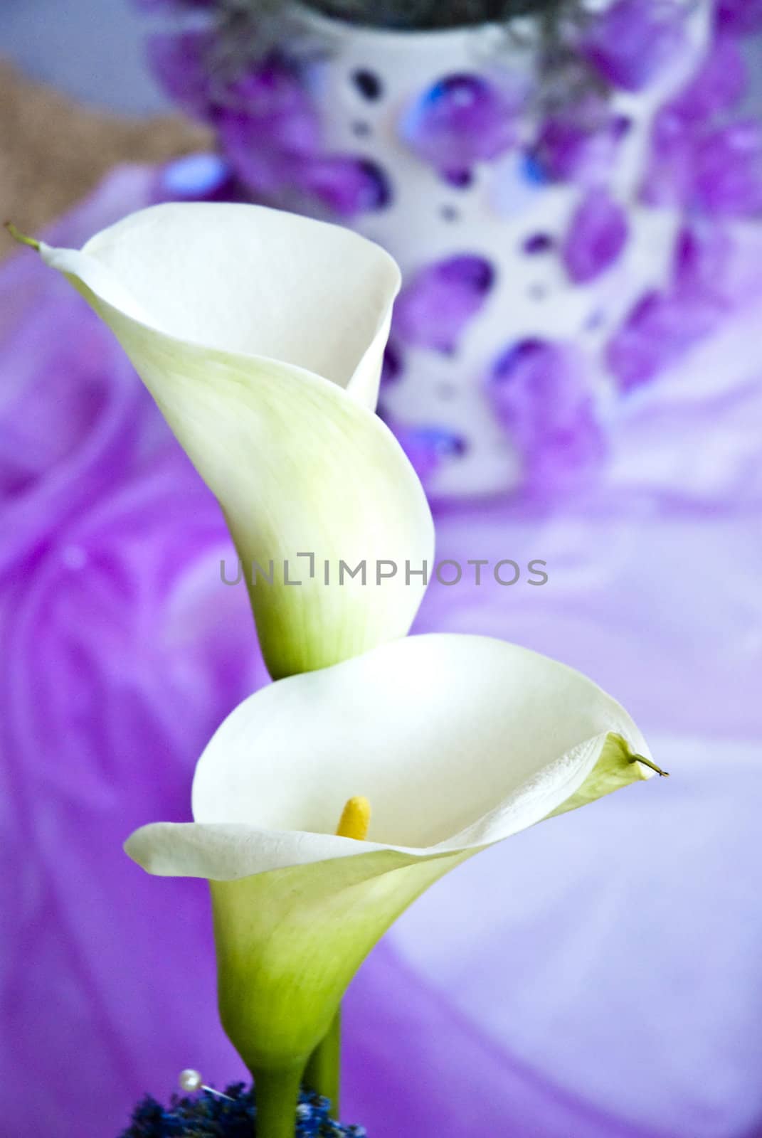 Beautiful Cala Lily flower background by mozzyb