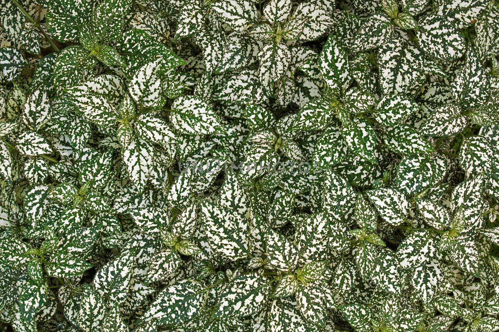 Plant leaves (Hypoestes) - view from above