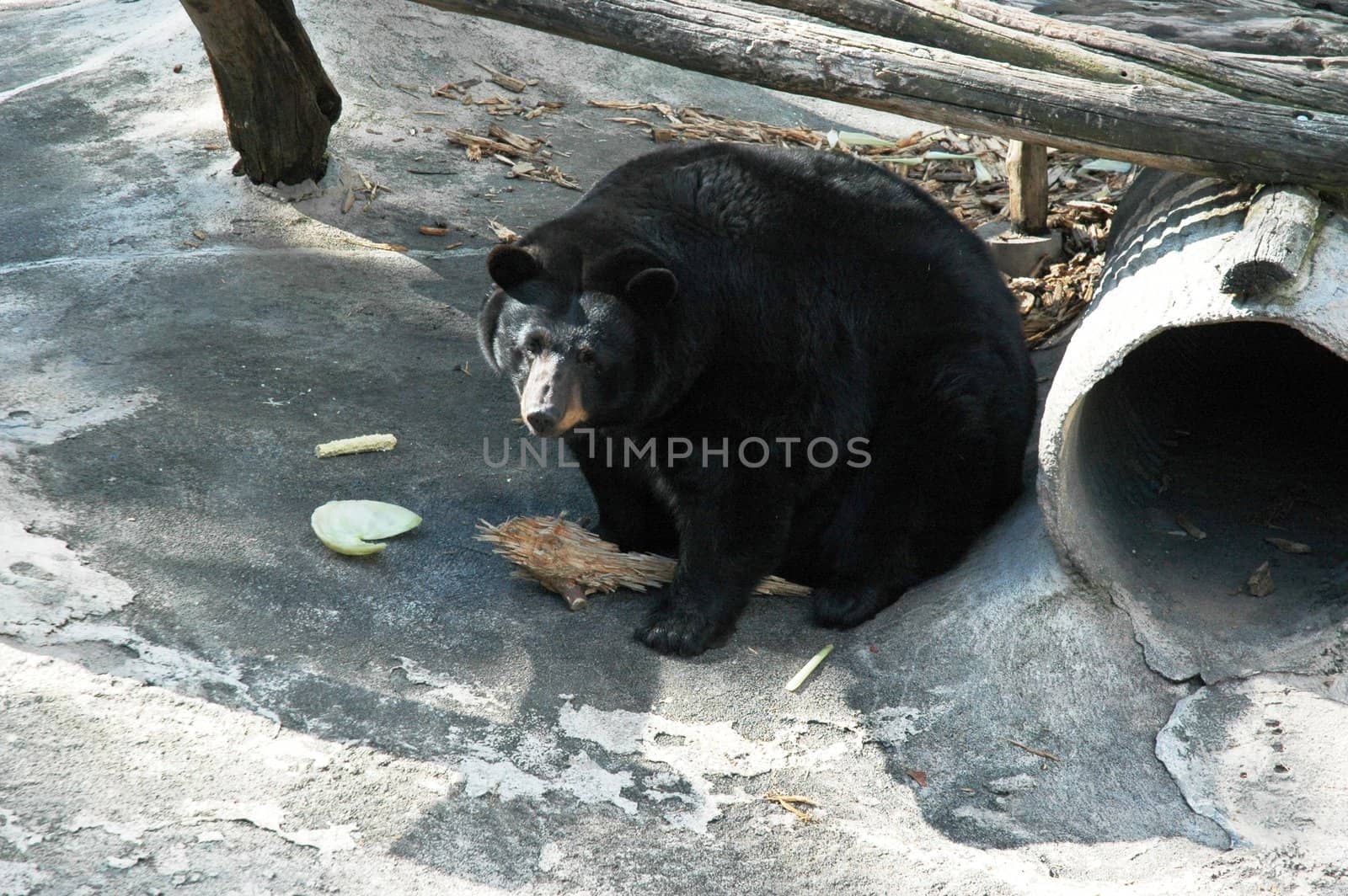 Animal - Black Bear Eating by RefocusPhoto