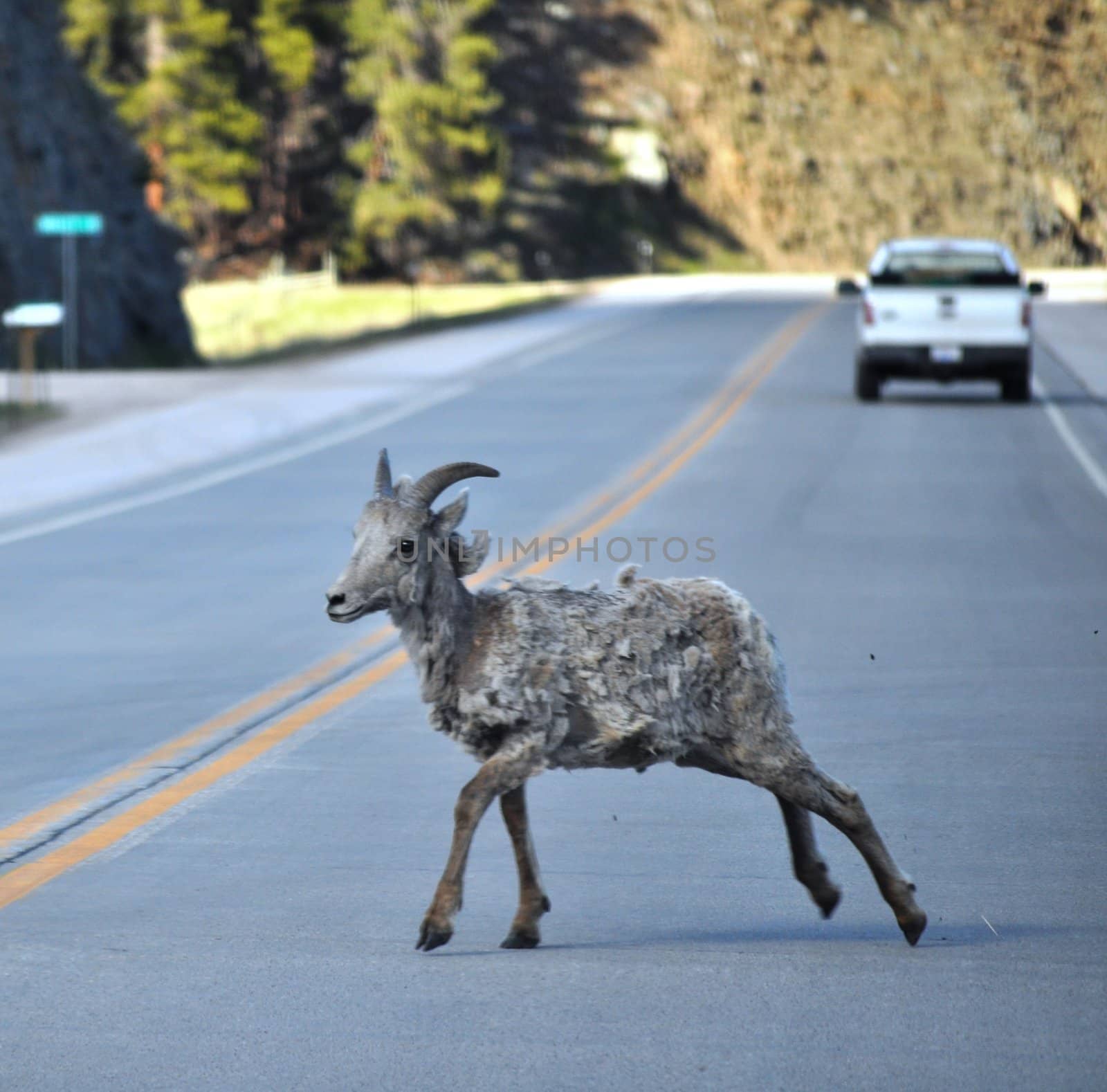 Bighorn Sheep Crossing road