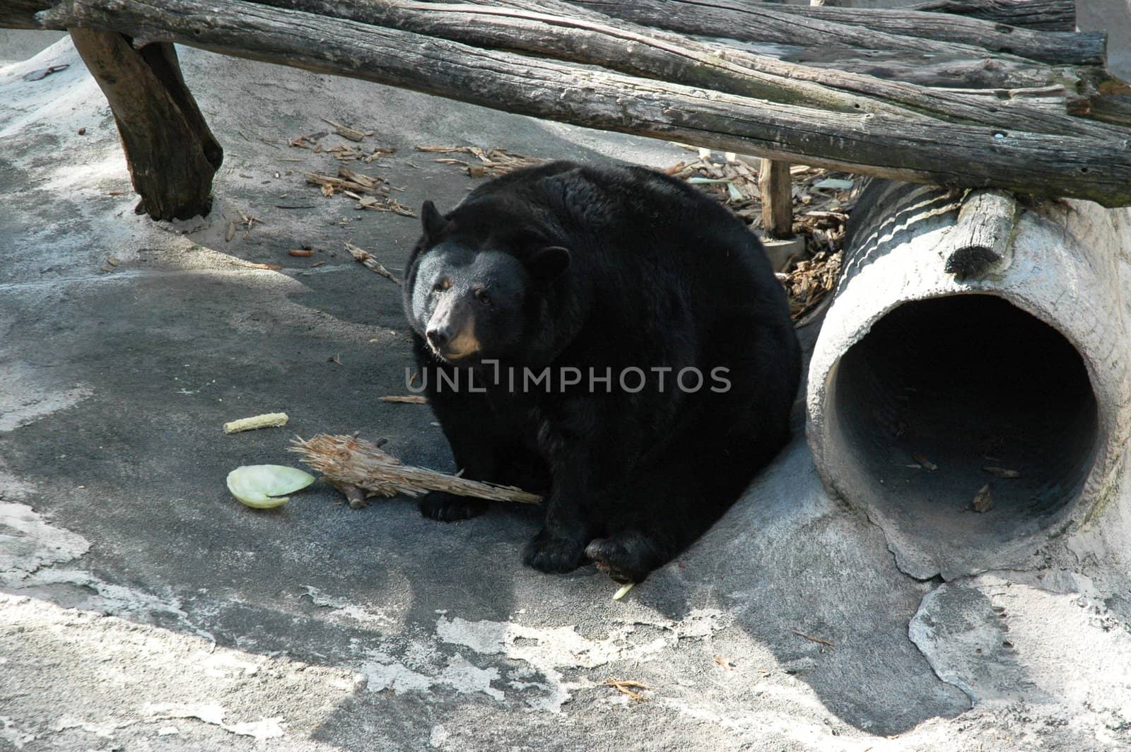 Animal - Black Bear Eating by RefocusPhoto