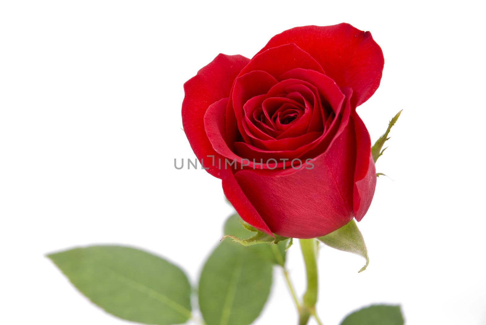 Isolated red rose on white background by mozzyb