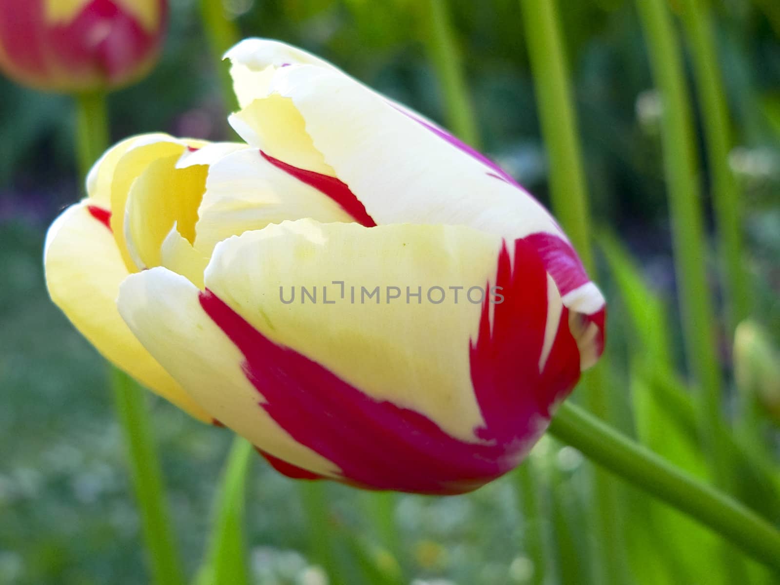 Close up beautiful single yellow and red tulip in park