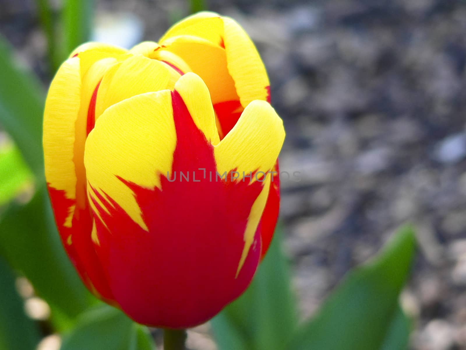 Close up beautiful single yellow and red tulip in park