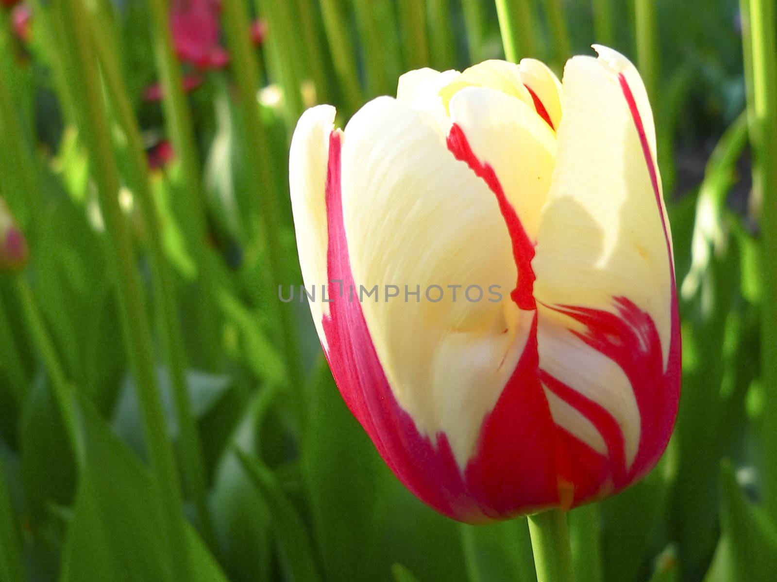 Close up beautiful single tulip in park