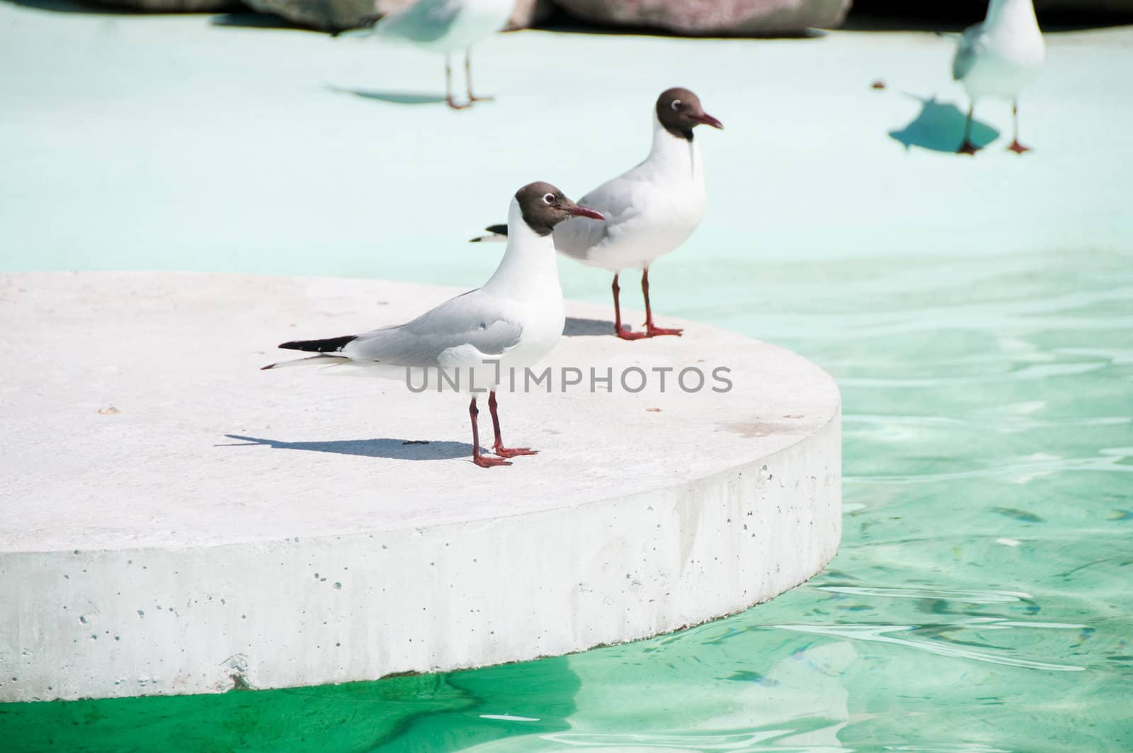 Shot of seagulls sitting near the water