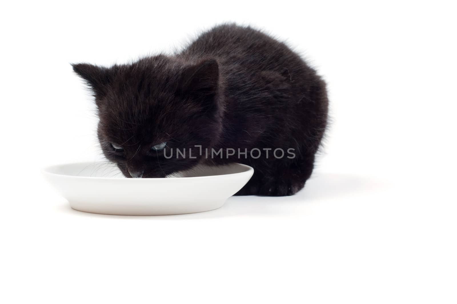 Shot of little cute black kitten isolated on white