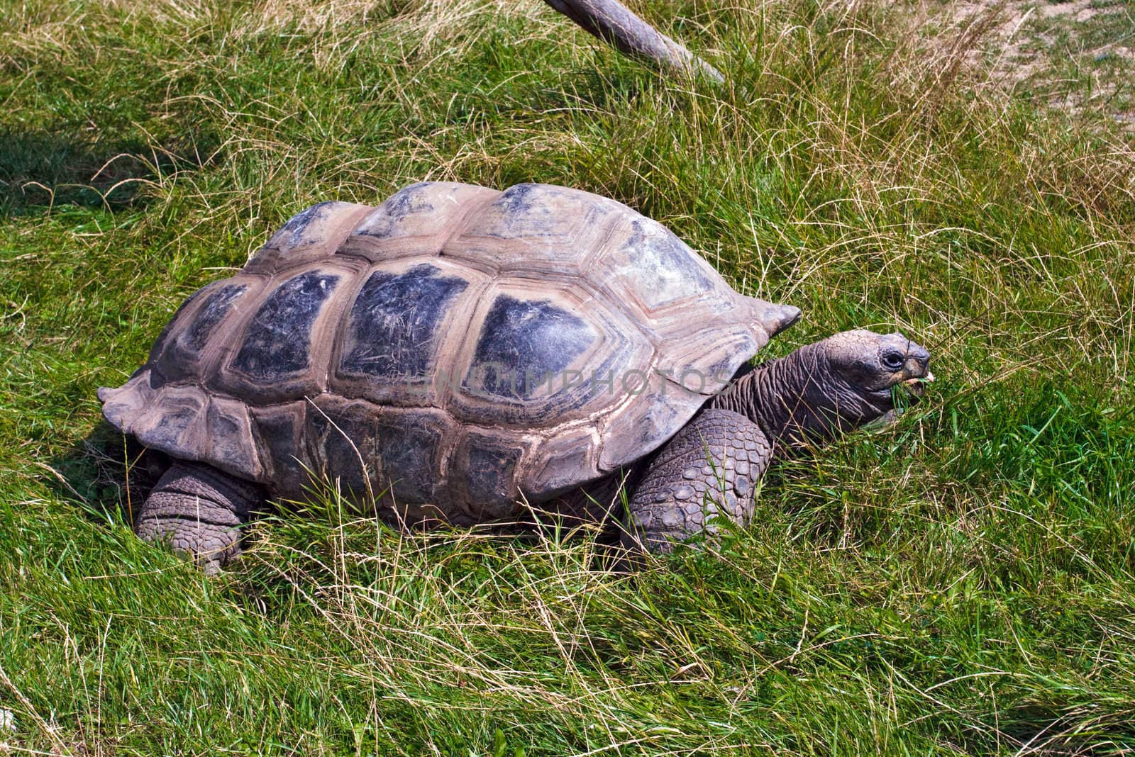 Giant tortoise in Prague zoo