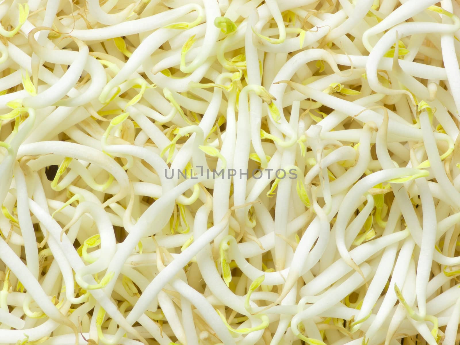 close up of a heap of bean sprouts