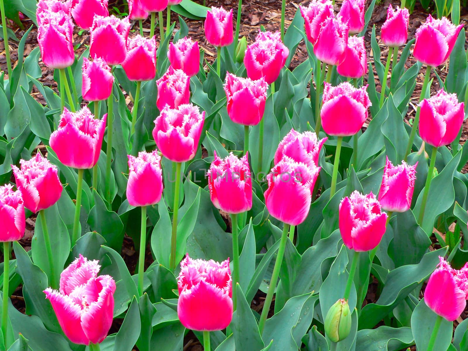 Beautiful tulips in park in spring by mozzyb