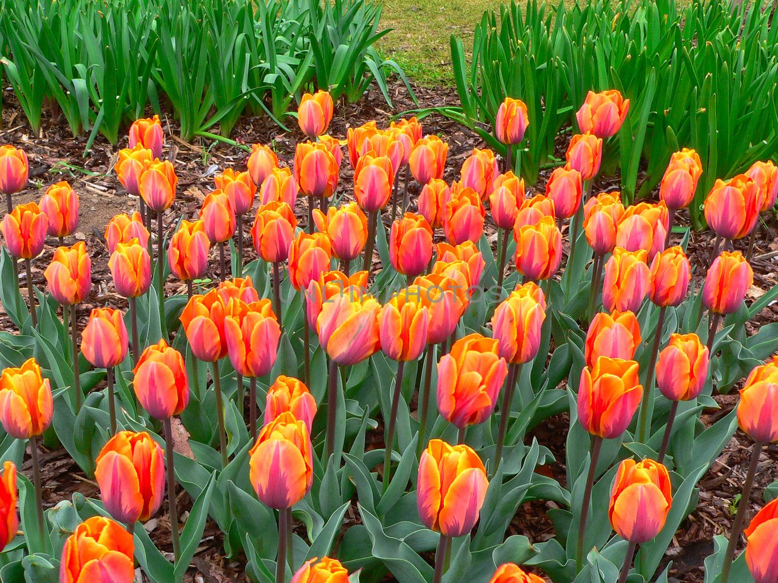 Beautiful tulips in park in spring by mozzyb