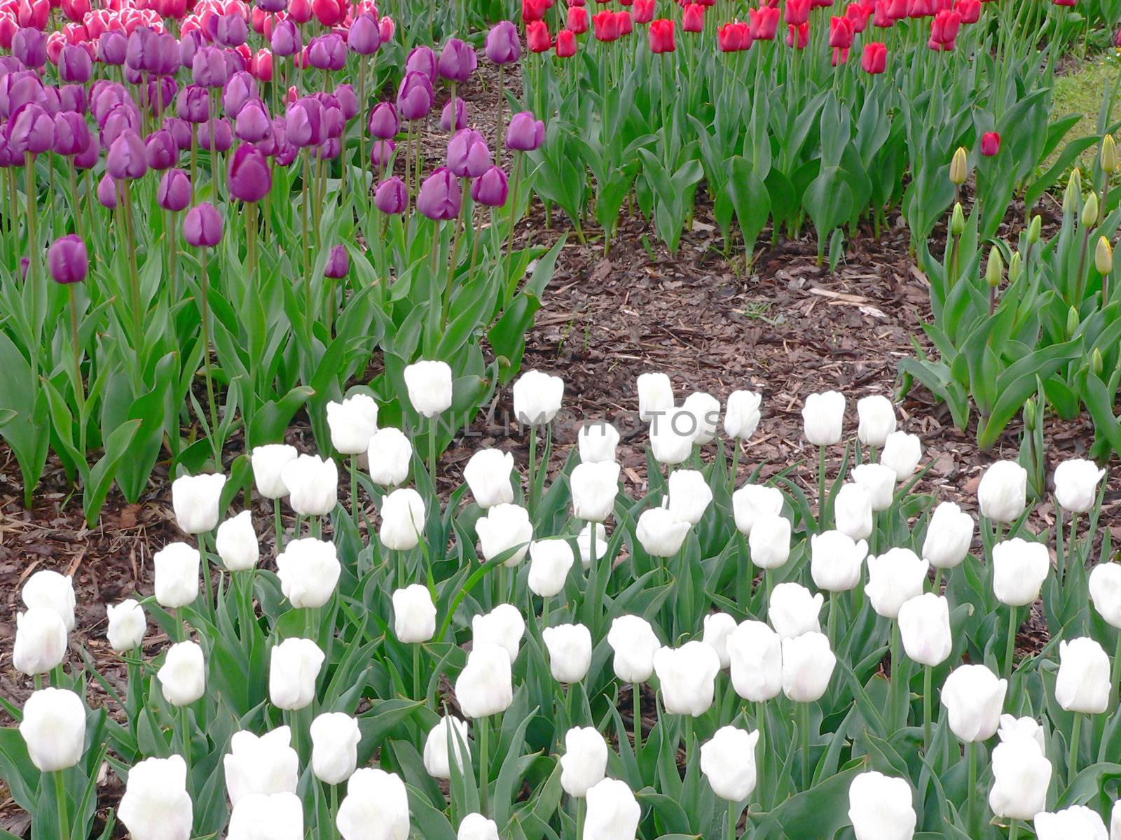 Beautiful tulips in park in spring