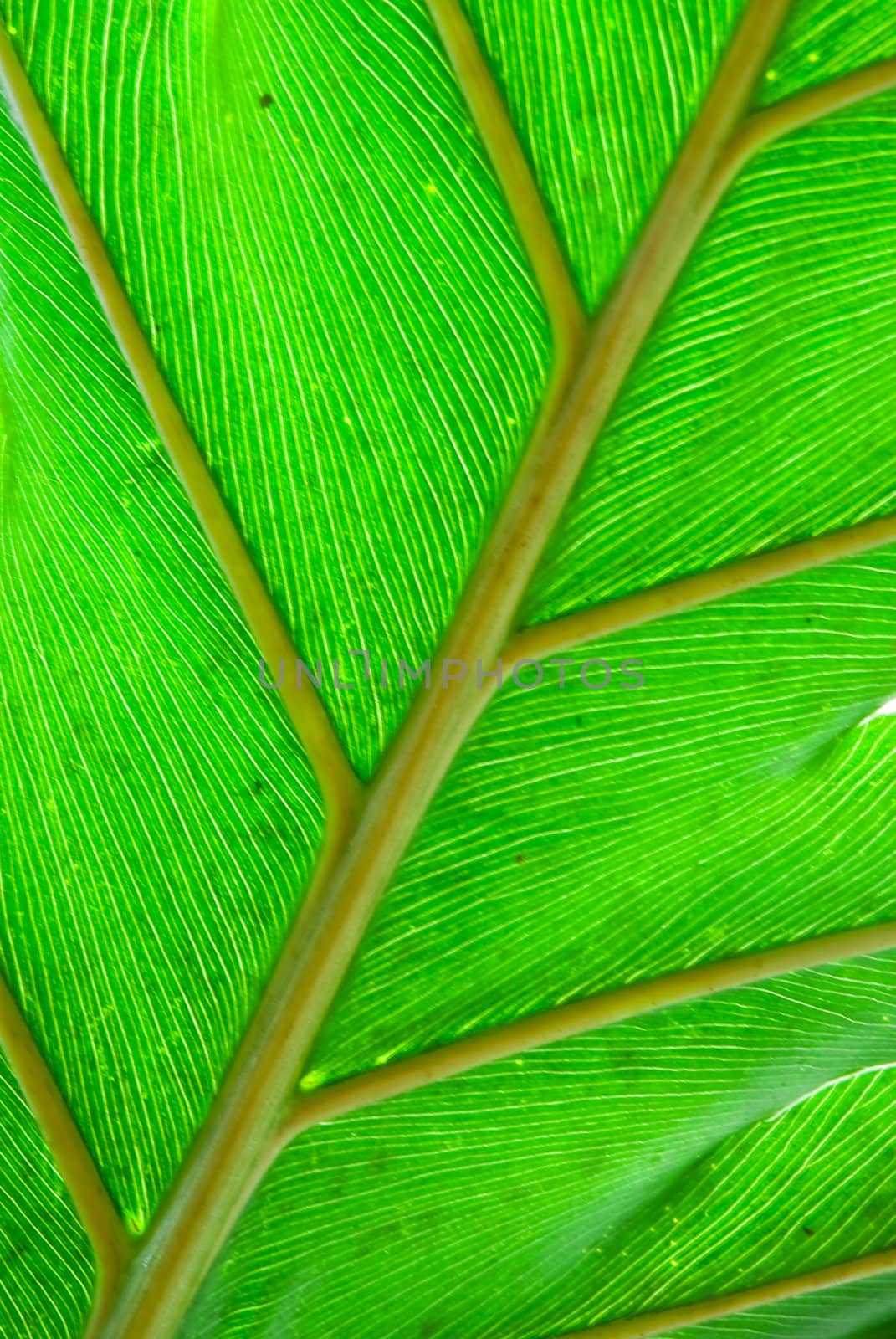 Tropical green leaf - abstract background by mozzyb