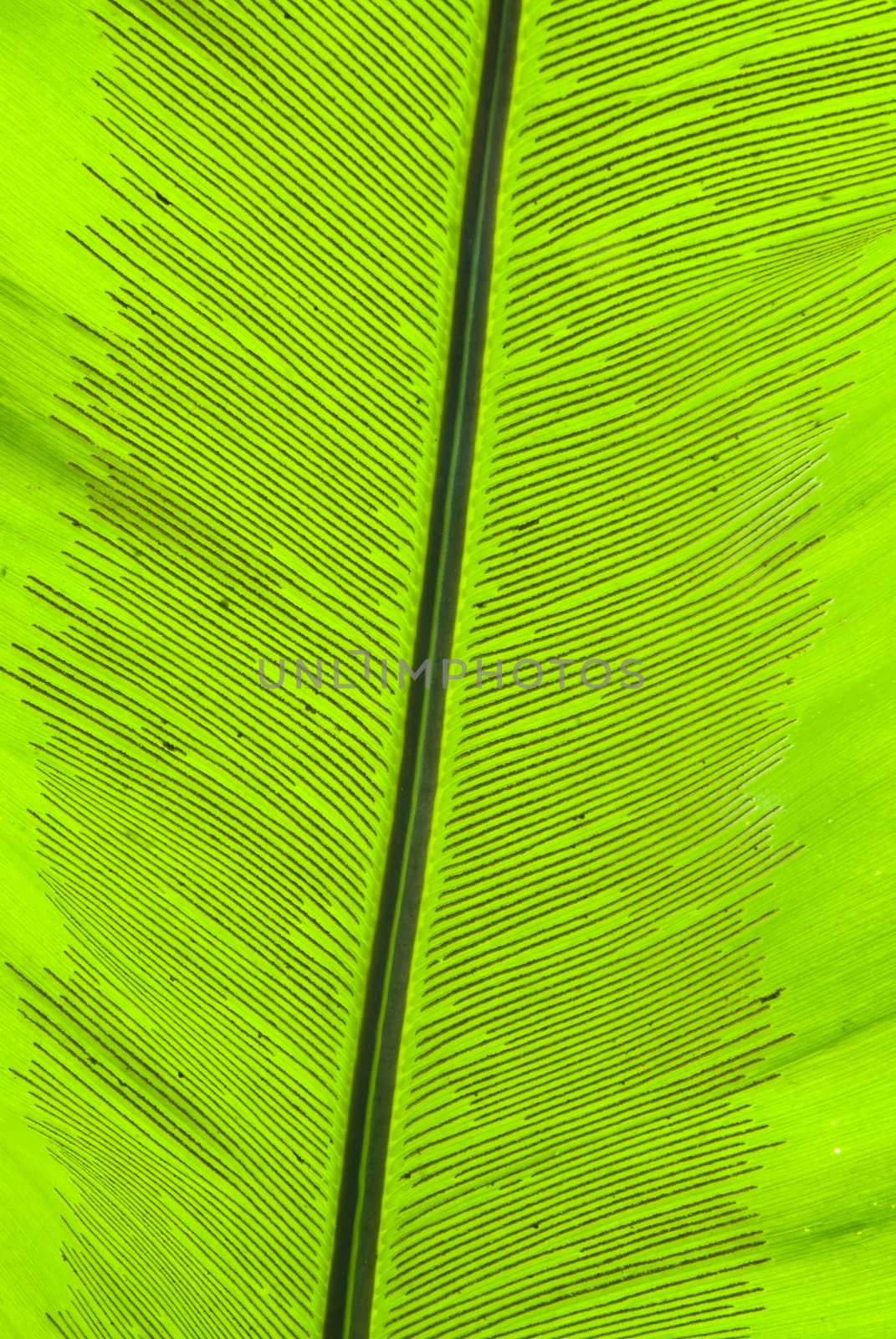 Tropical green leaf - abstract background by mozzyb