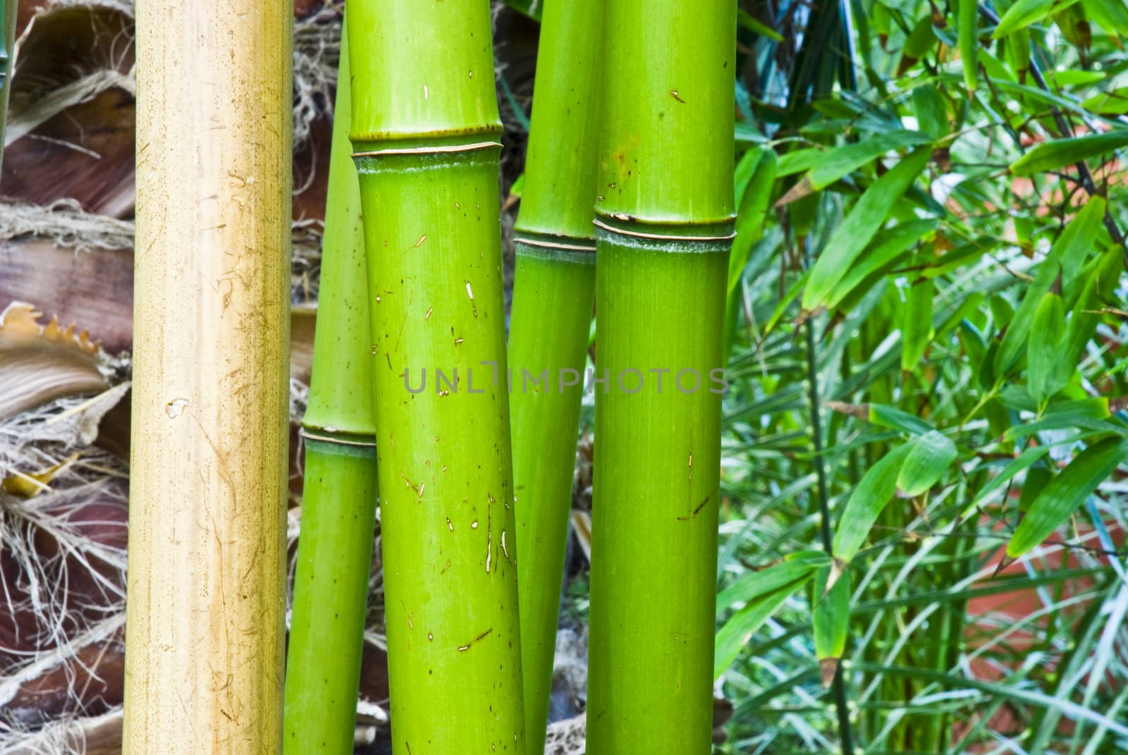 Tropical green bamboo in japanese jungle by mozzyb