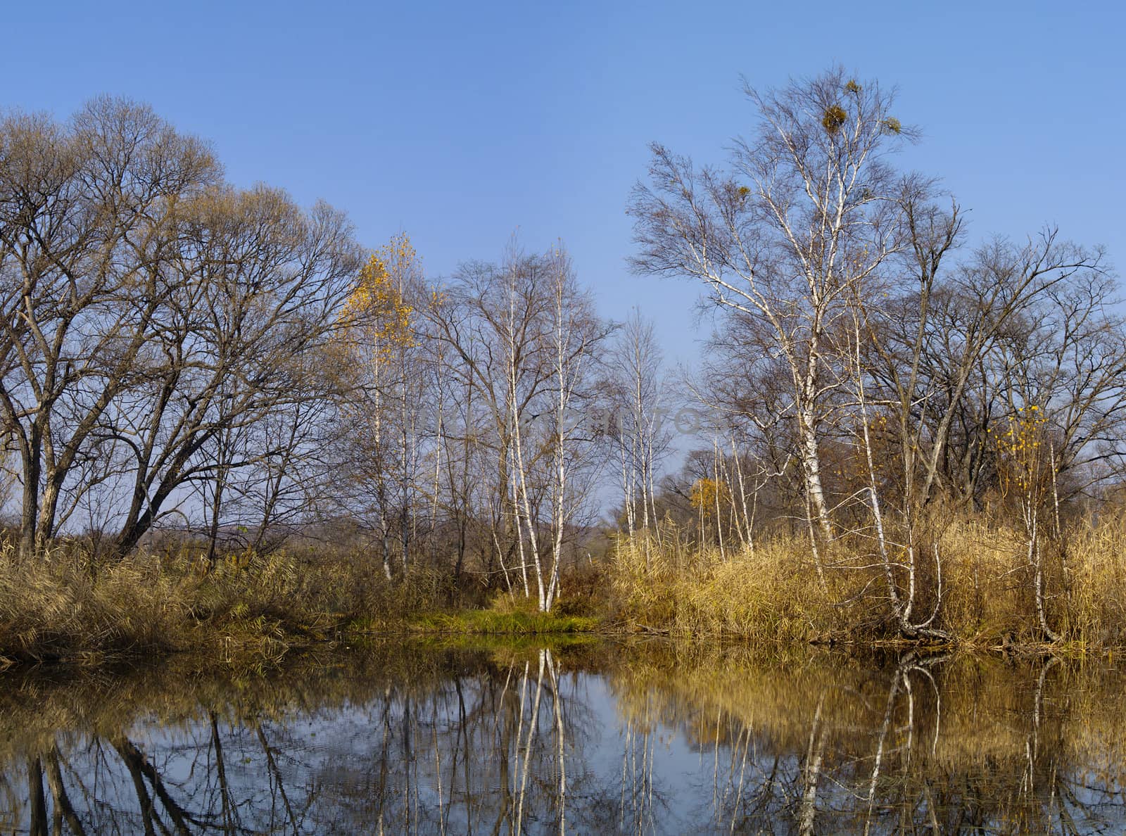 Birches at lake by Oleg_Rubik