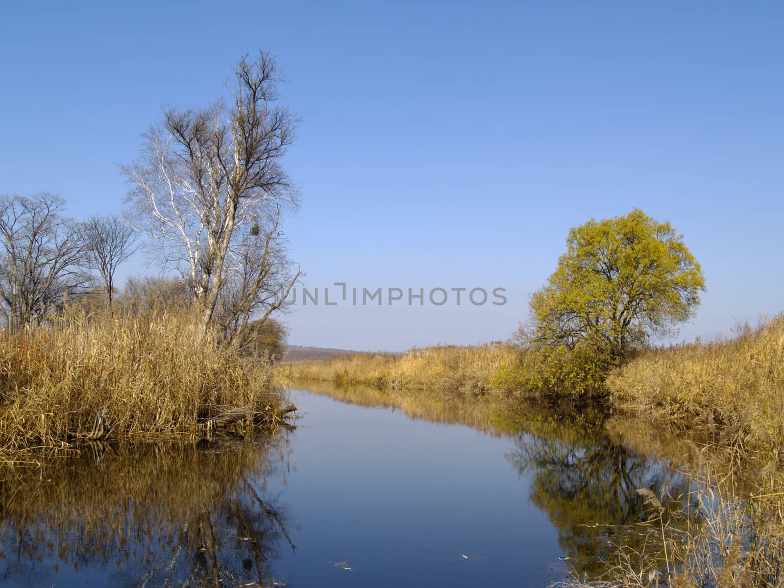 Autumn landscape with trees and a reed at lake