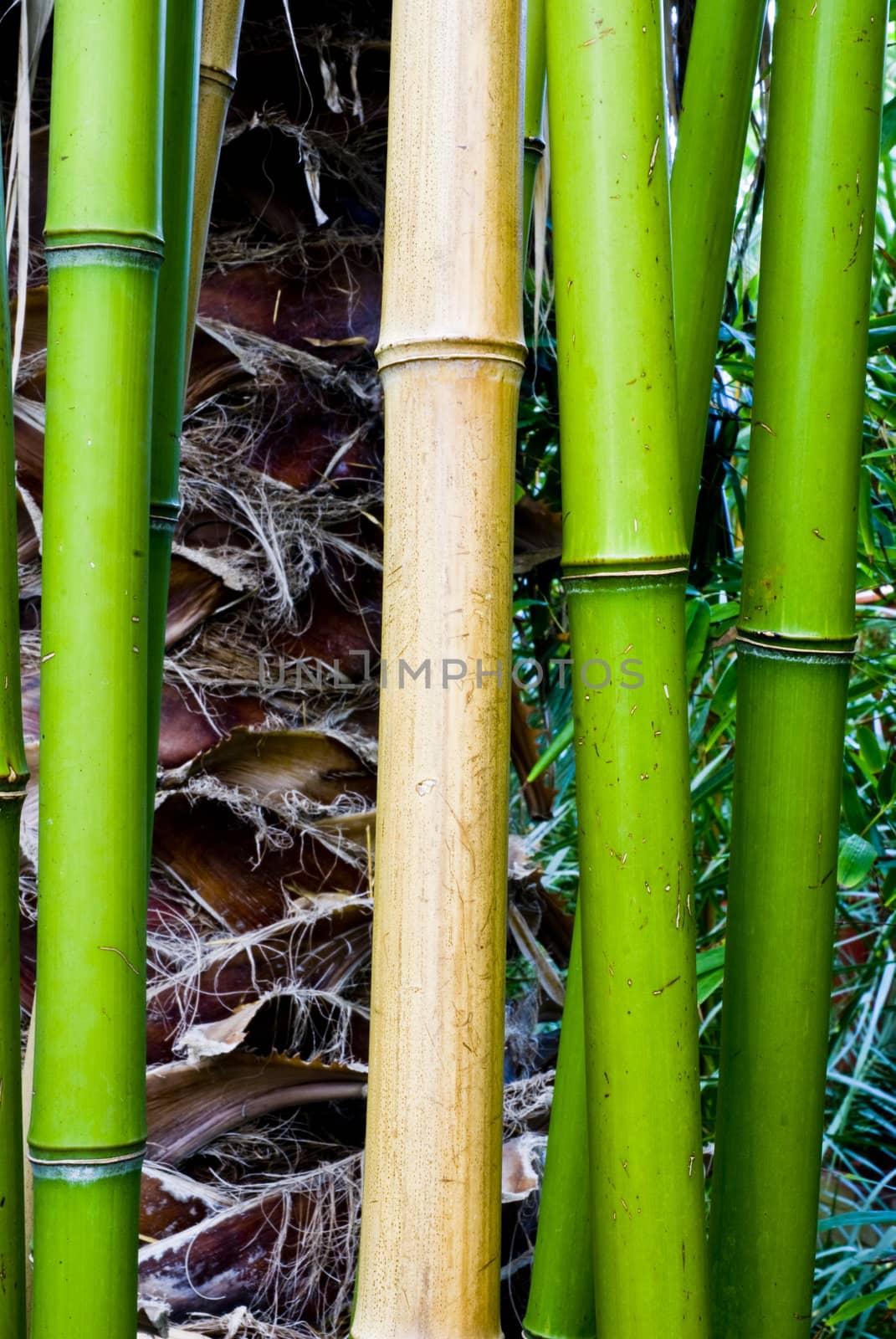 Tropical green bamboo in japanese jungle