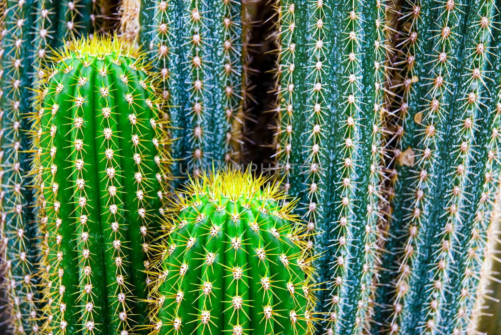 Tropical green cactus - cacti
