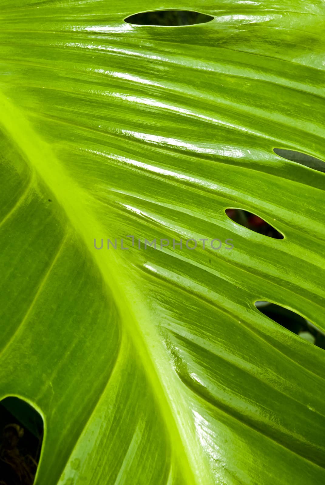 Tropical green leaf - abstract background by mozzyb