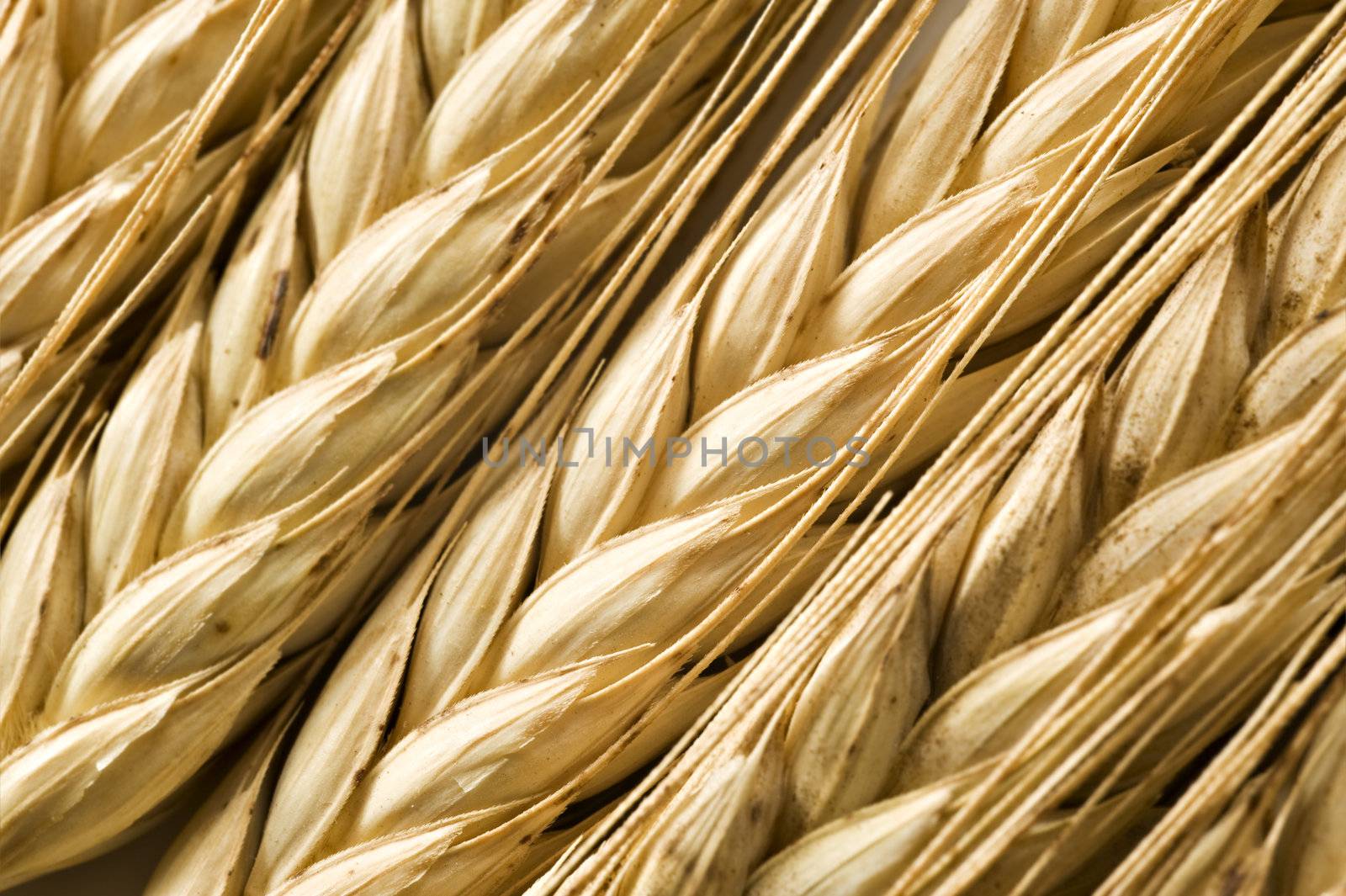 Background of ripe wheat ears by tish1