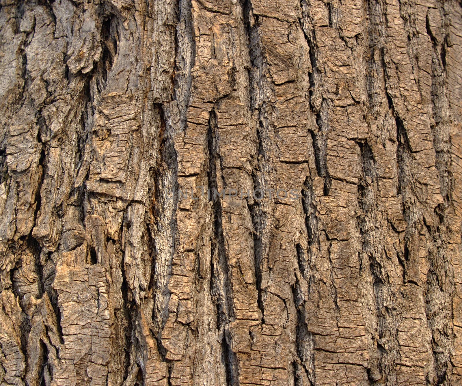 A background from a bark of a poplar.    