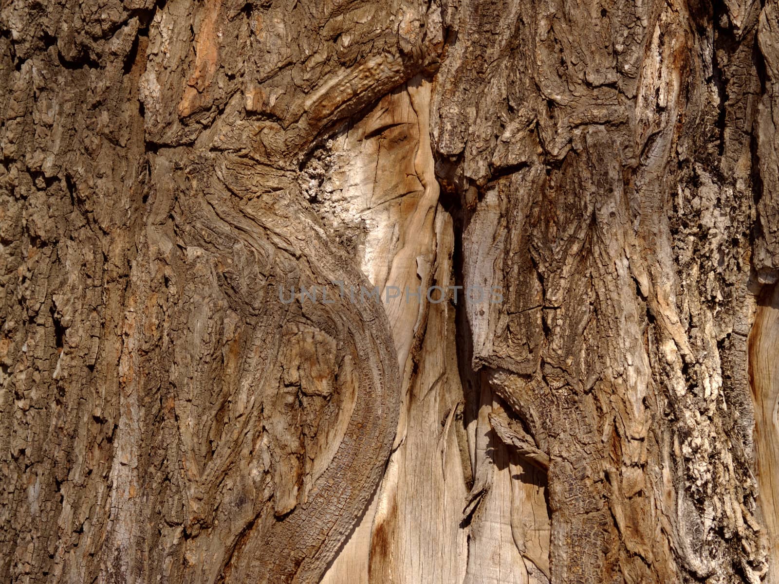 A background from a bark of an old elm       